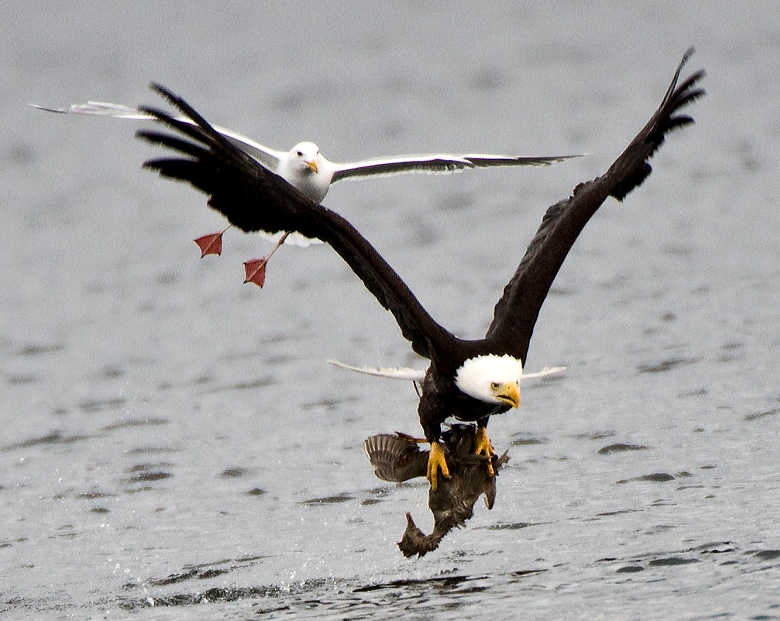 Eagle's prey photo
