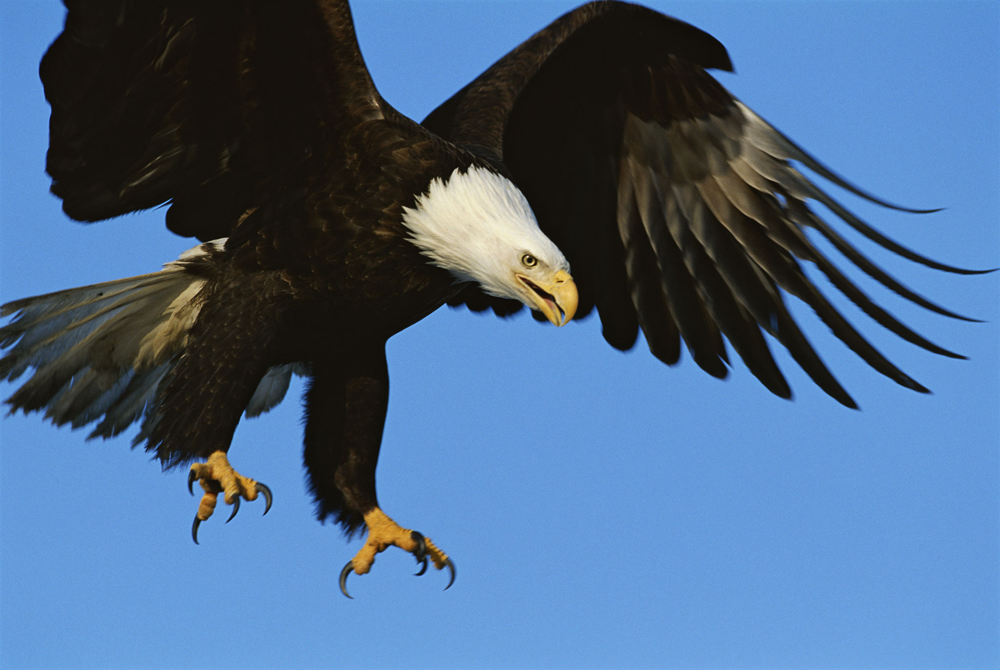 Let's Not Force Eagles to Fight Rogue Drones