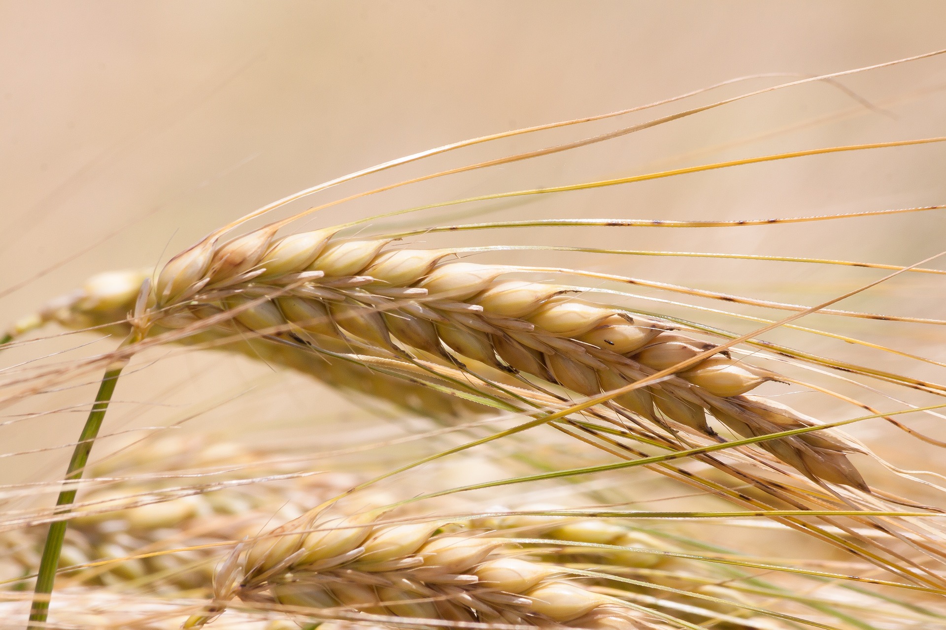 wheat ear koring grain graan - AgriOrbit