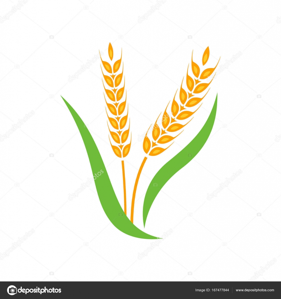 Wheat barley spike yellow isolated on white background. — Stock ...