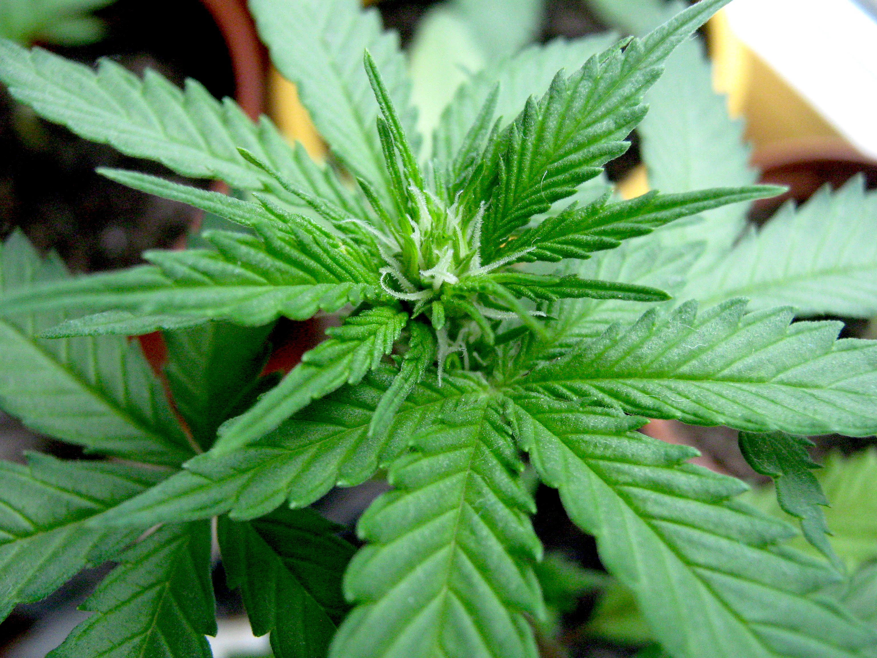 How To Tell If Marijuana Is Flowering | Cannabis Growing