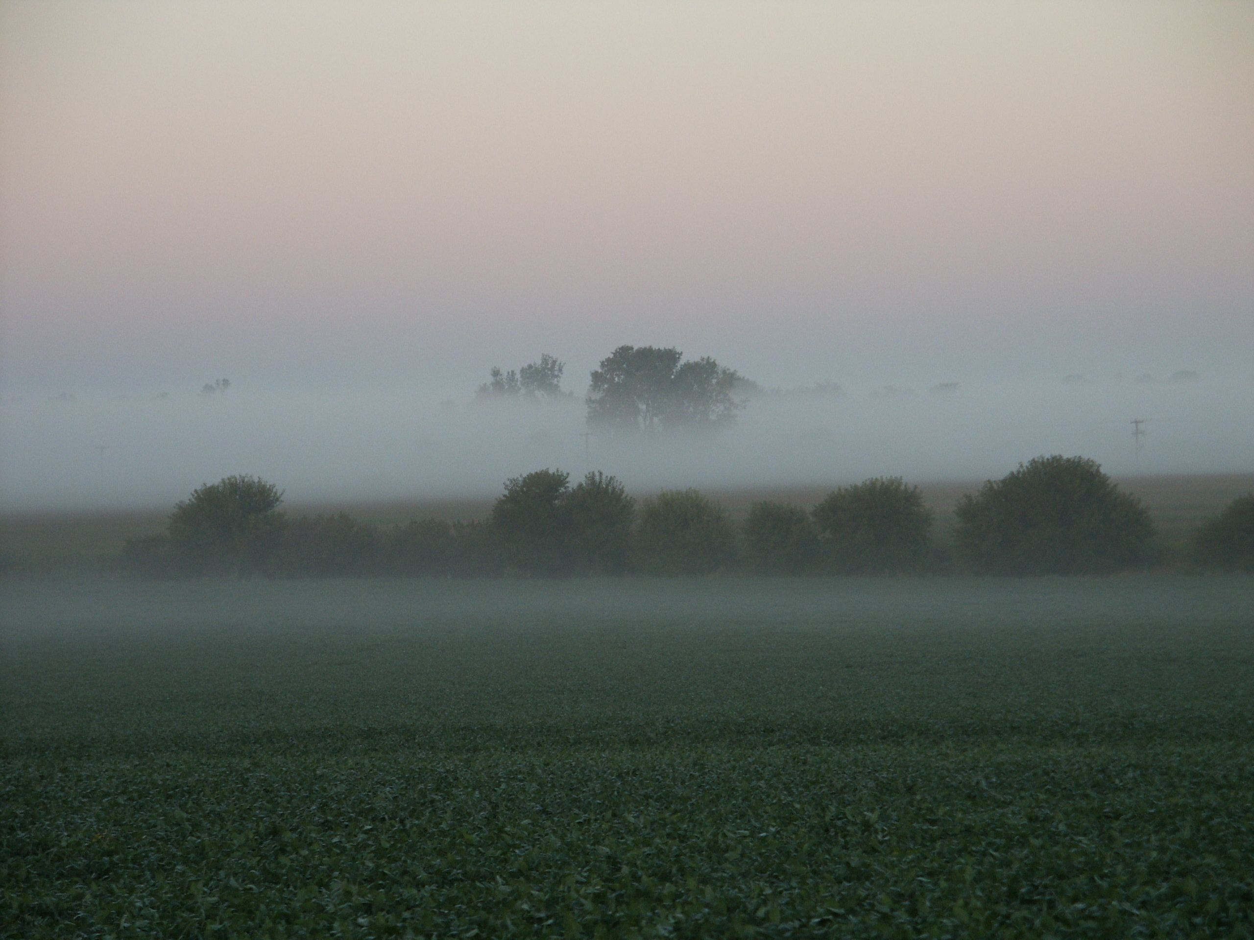 Free picture: early, morning, fog