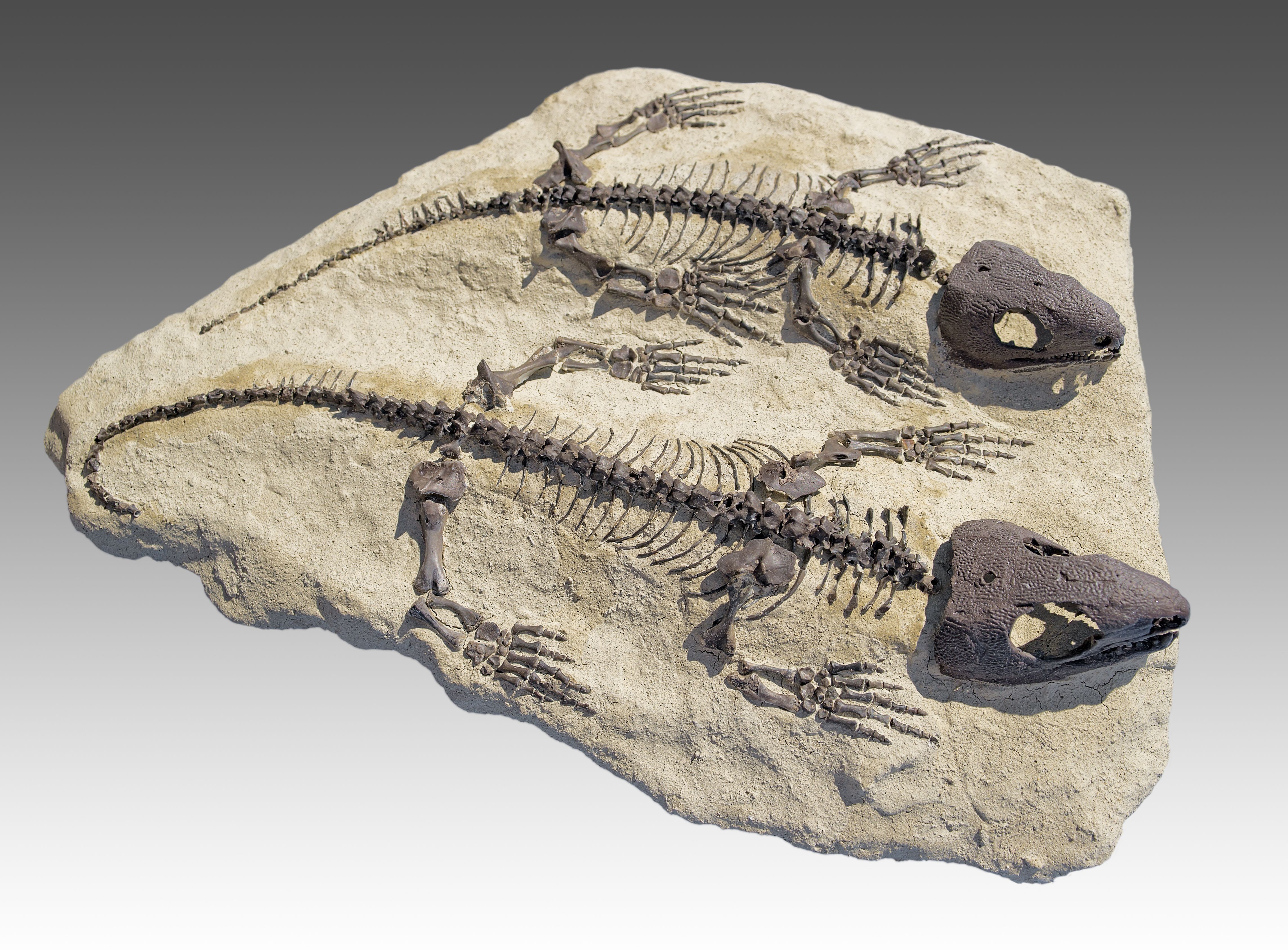 Fossil Captorhinus aguti specimens | Fossils | Pinterest | Fossils ...