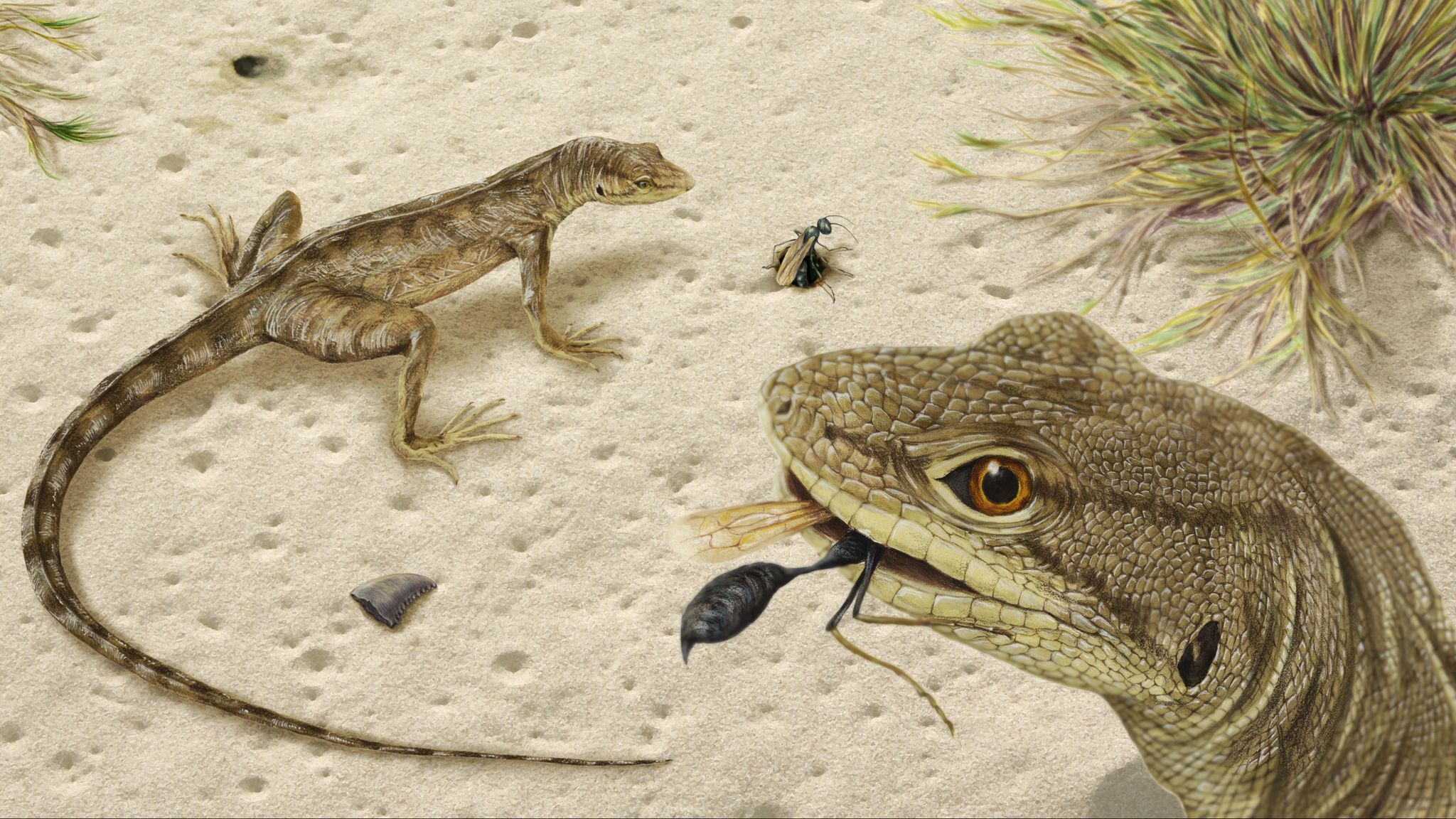 Fossil hunters discover an ancient iguana that lived in a dinosaur ...