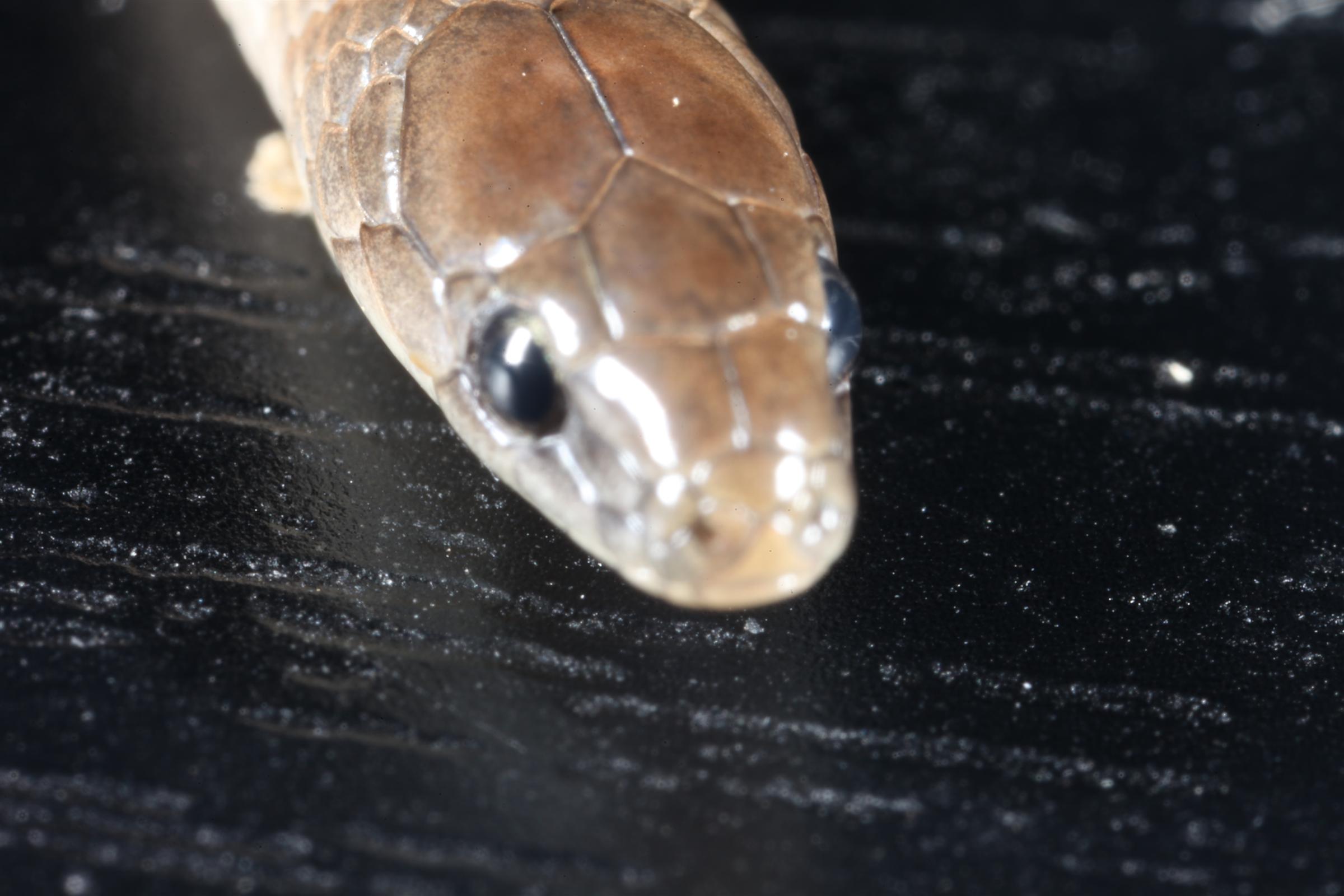 Earth snake macro photo