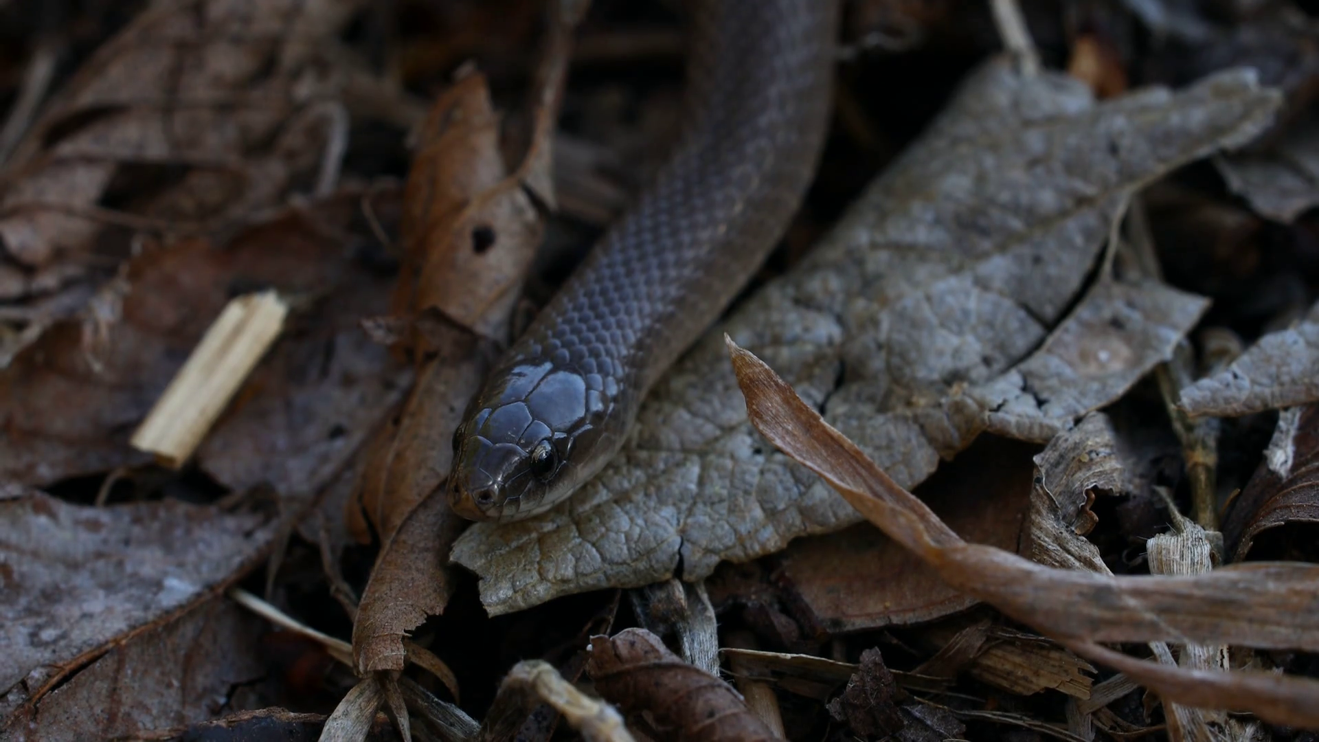 Earthsnake macro video. This was shot in North Texas. These small ...