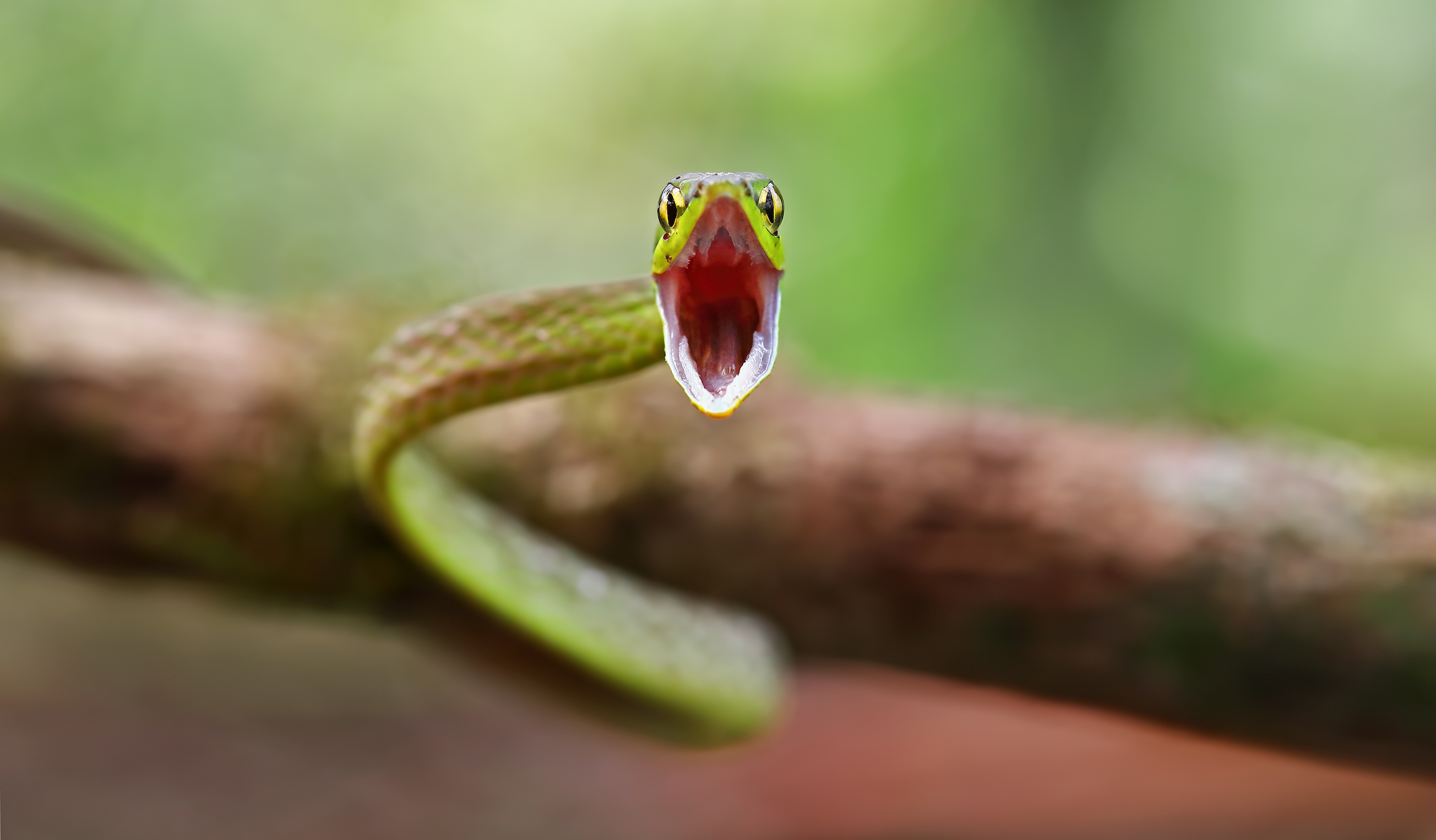 Male snakes have a wild sex drive that makes them age faster • Earth.com