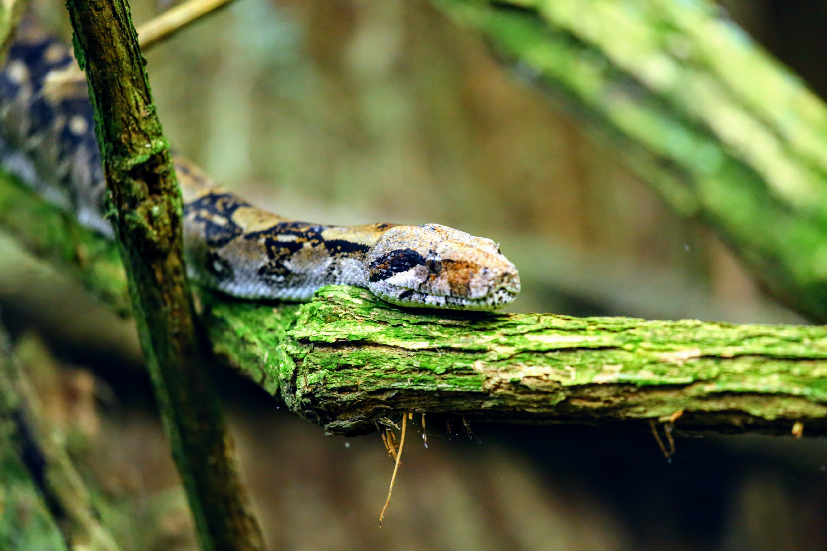How snakes move in a straight line |