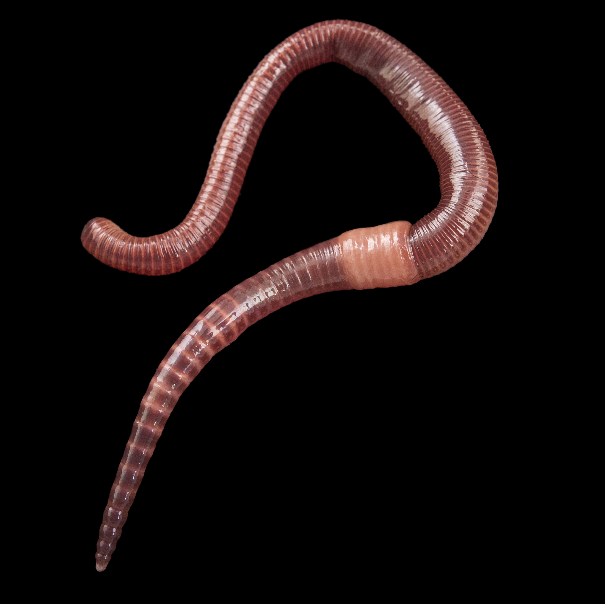 Earthworm | National Geographic