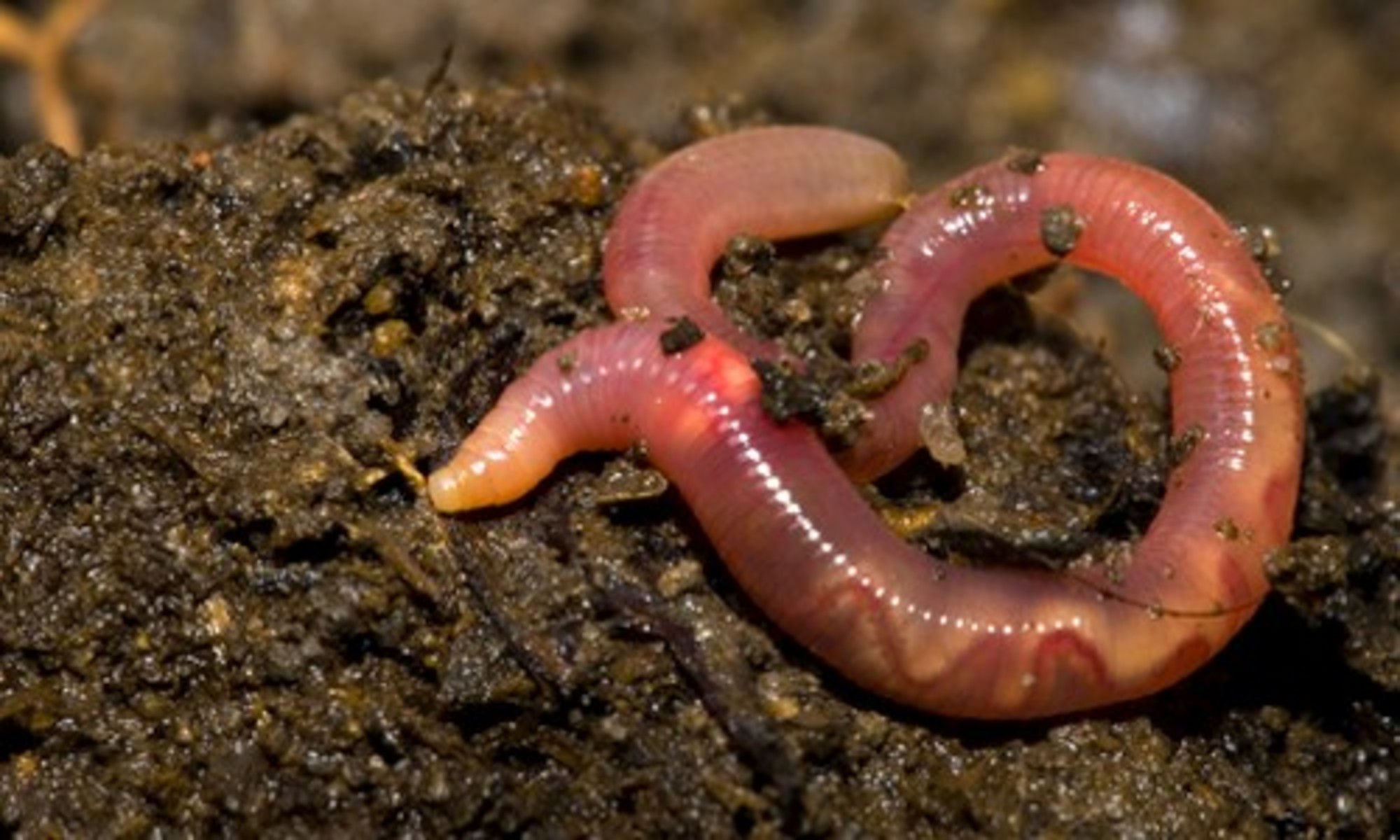 10 Interesting Facts About Earthworms - EcoWatch