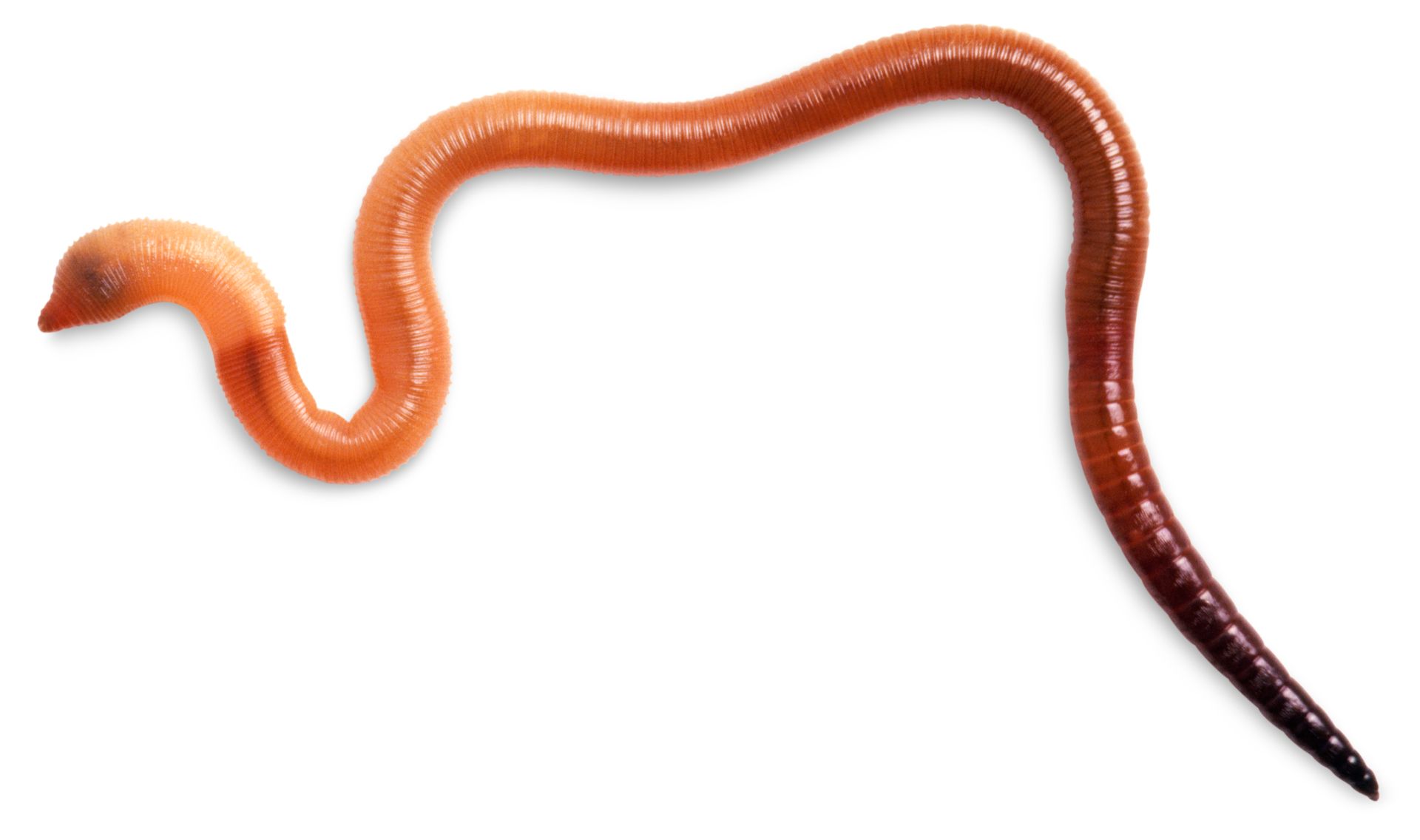 Earthworm Facts | Information About Worms | DK Find Out