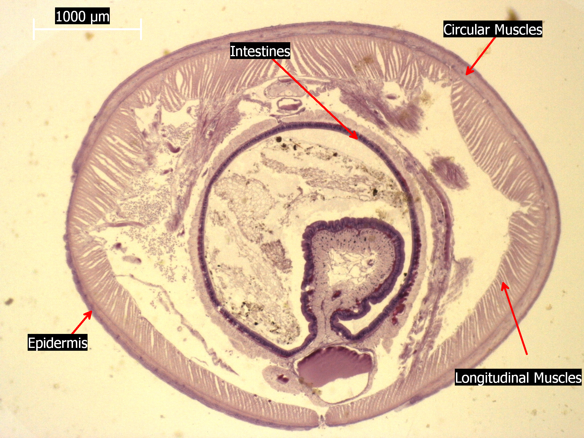 File:Earthworm Crosssection Stained Microscope Slide Labeled.jpg ...