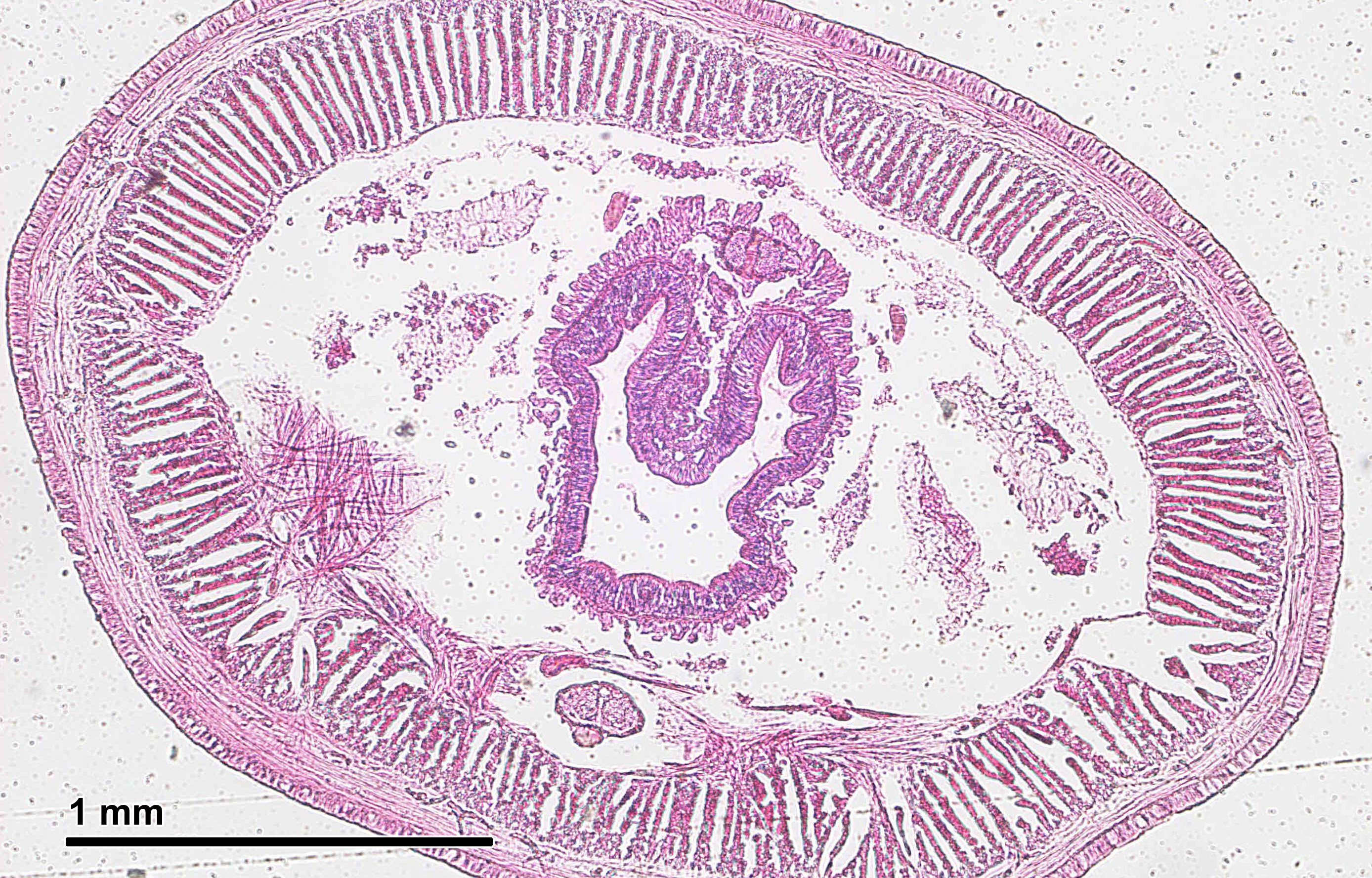 File:Common earthworm (26 2 18) Cross-section.jpg - Wikimedia Commons