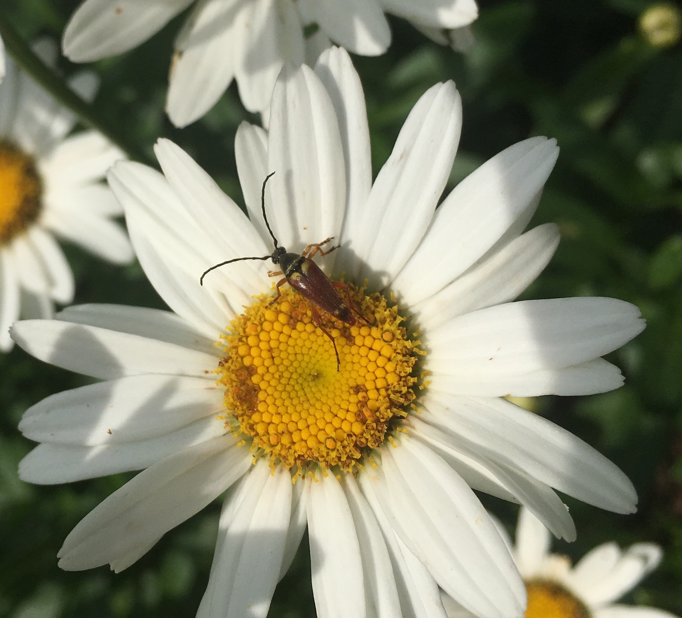 Bob's bugs: Insect identification guide, Wellesley MA | The ...
