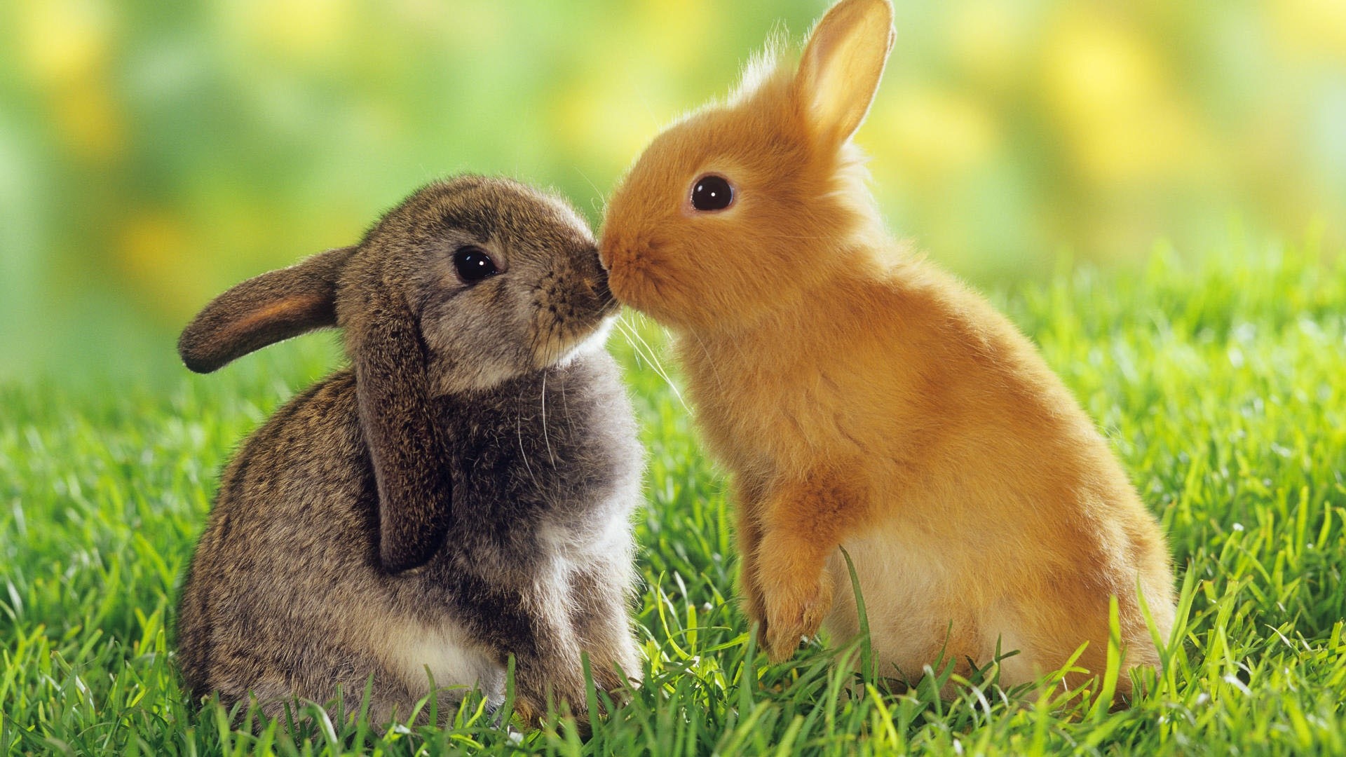 Cute Easter Bunny Wallpaper (58+ images)