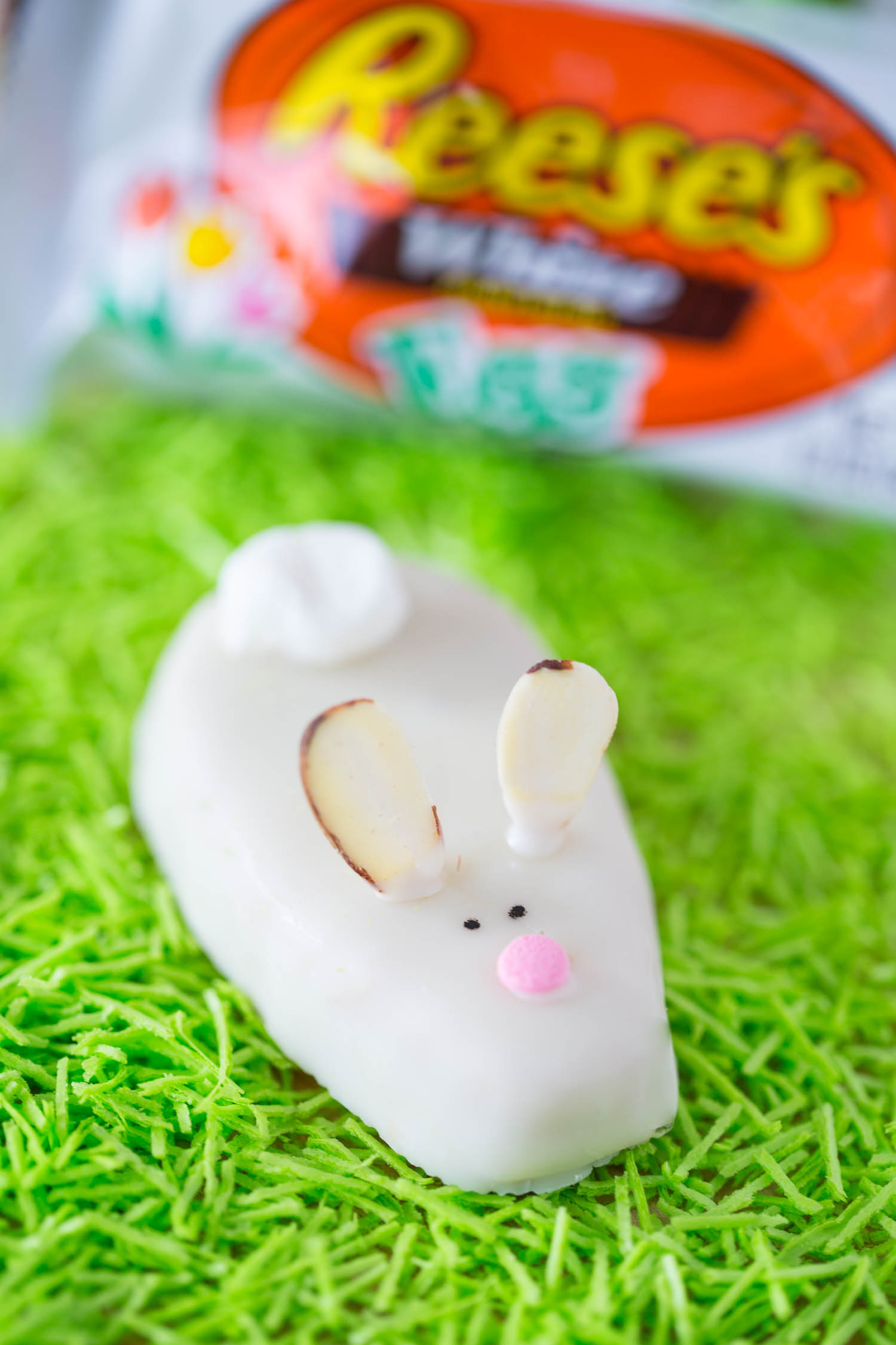 Easter bunny photo