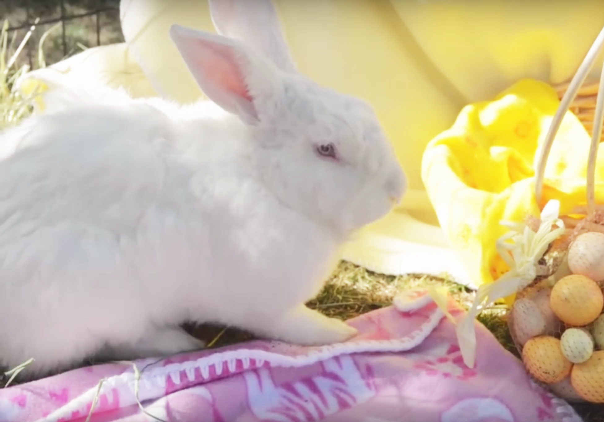 Remember, Adorable Easter Bunnies Are Pets for Life | PEOPLE.com