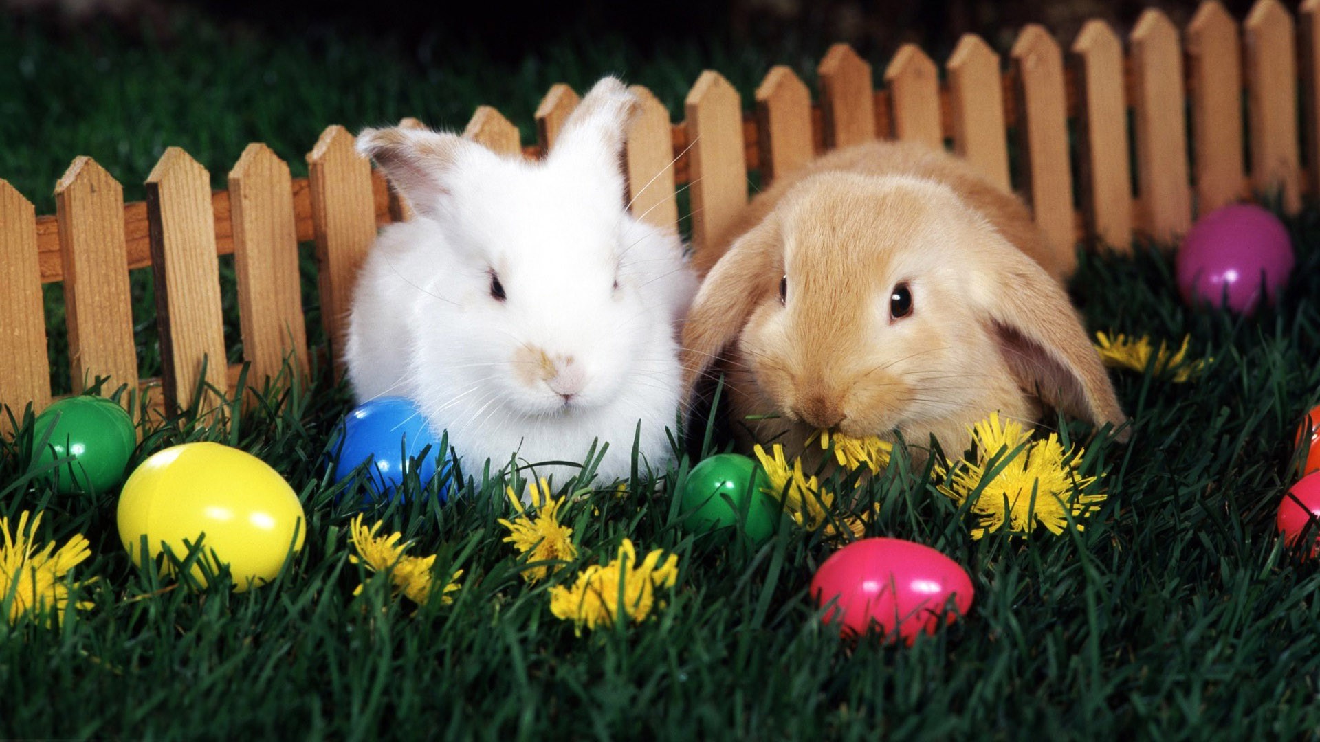 BREAKFAST WITH THE EASTER BUNNY AND EGG HUNT | B101.5 | All of ...