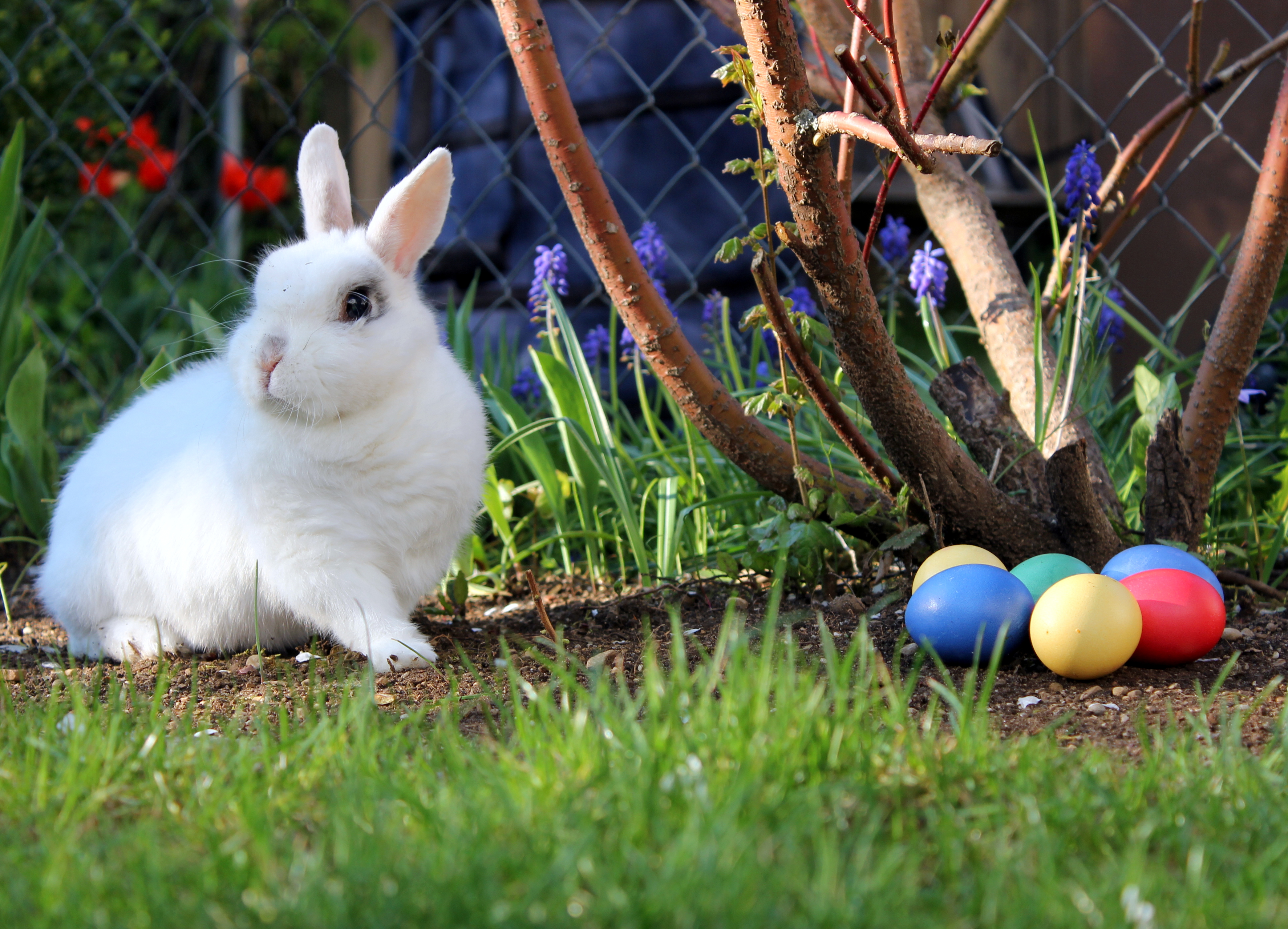File:Easter bunny.JPG - Wikimedia Commons