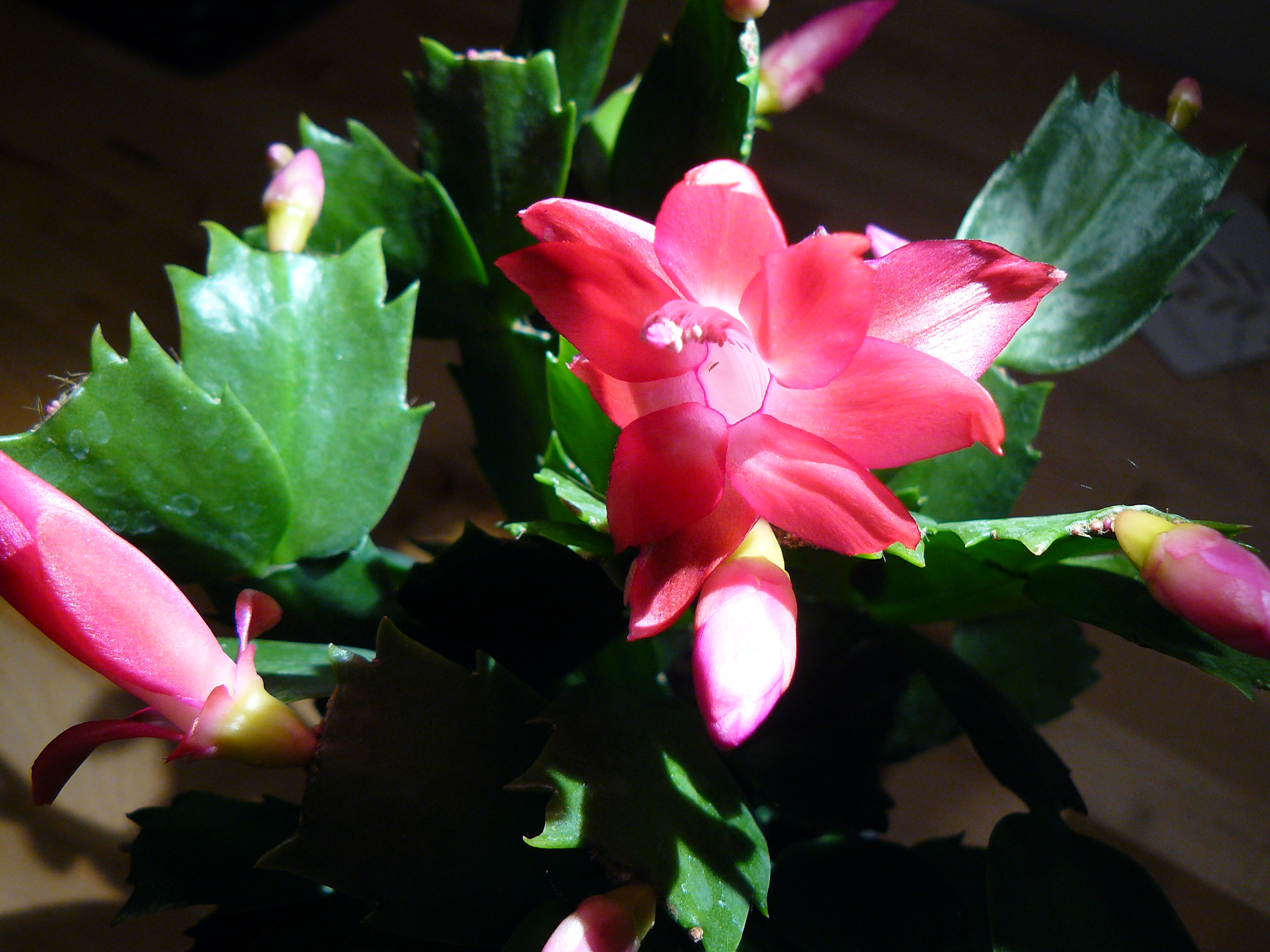 Holiday cacti: Cristmas cactus, Thanksgiving cactus, and Easter cactus