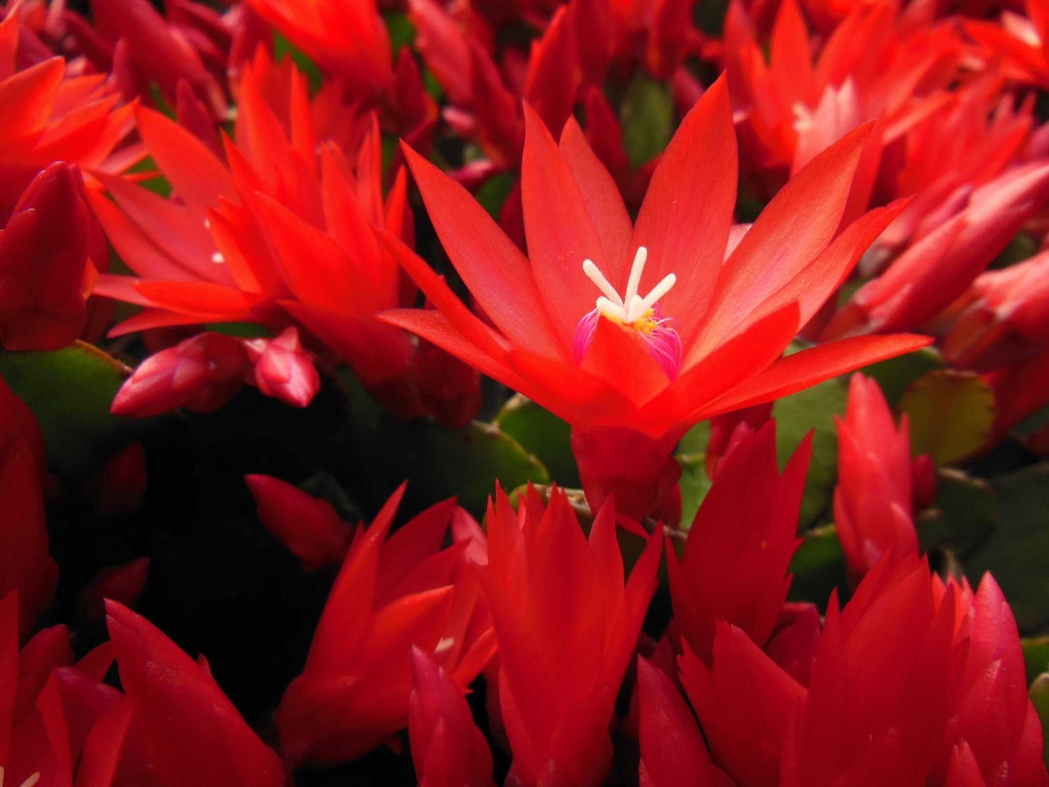 Growing Easter Cactus - YouTube