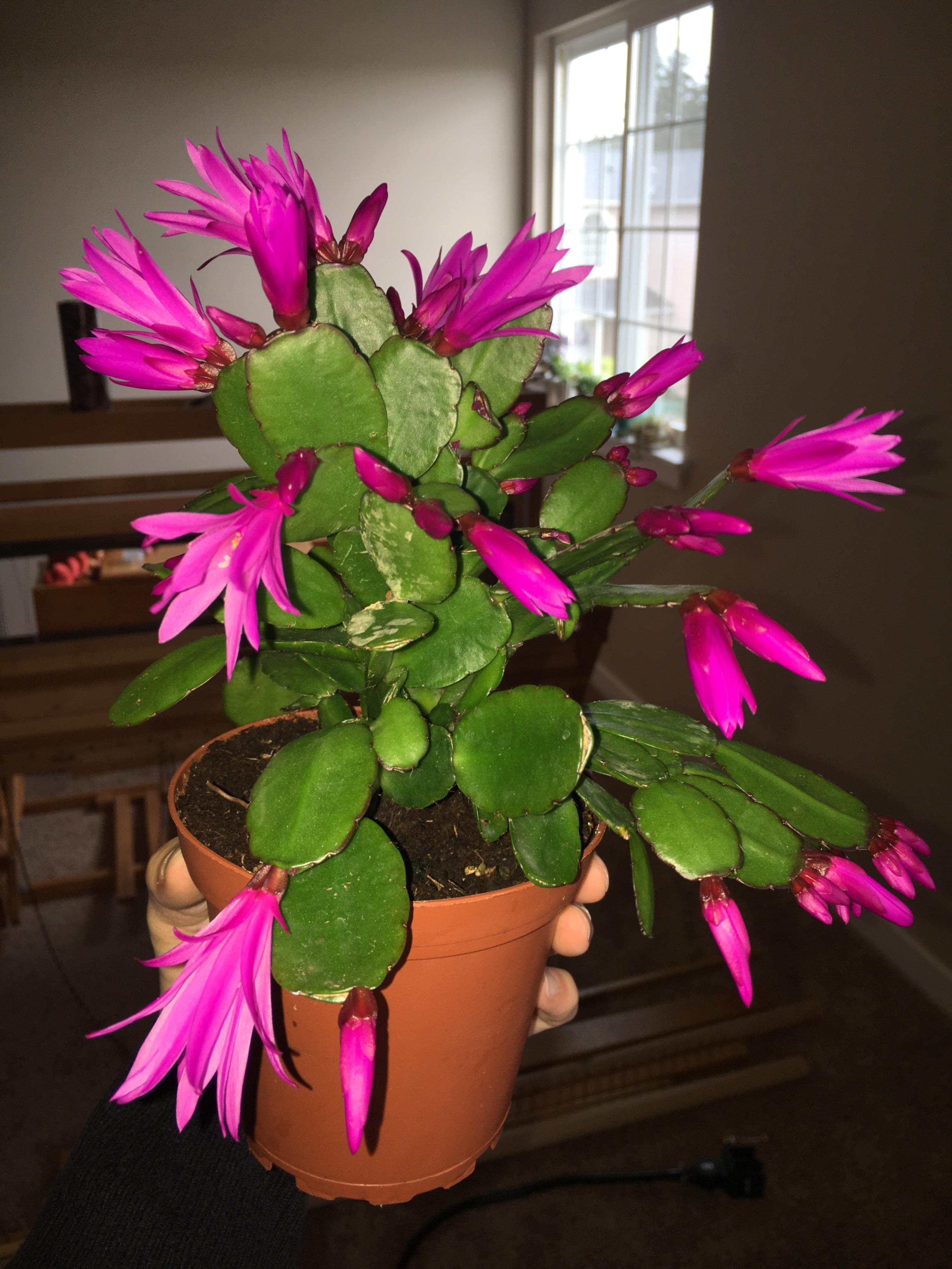 My Easter Cactus is happily blooming! : succulents
