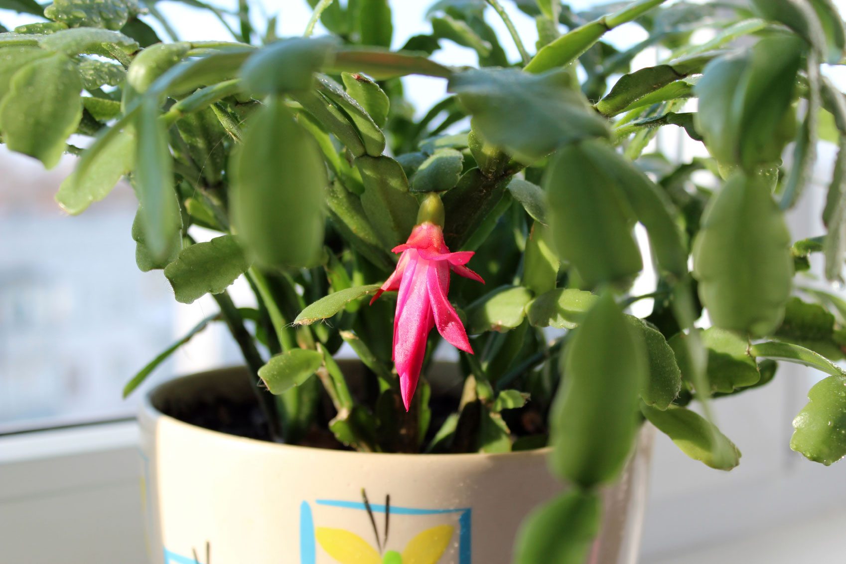 Easter Cactus Care ? Tips For Growing An Easter Cactus Plant
