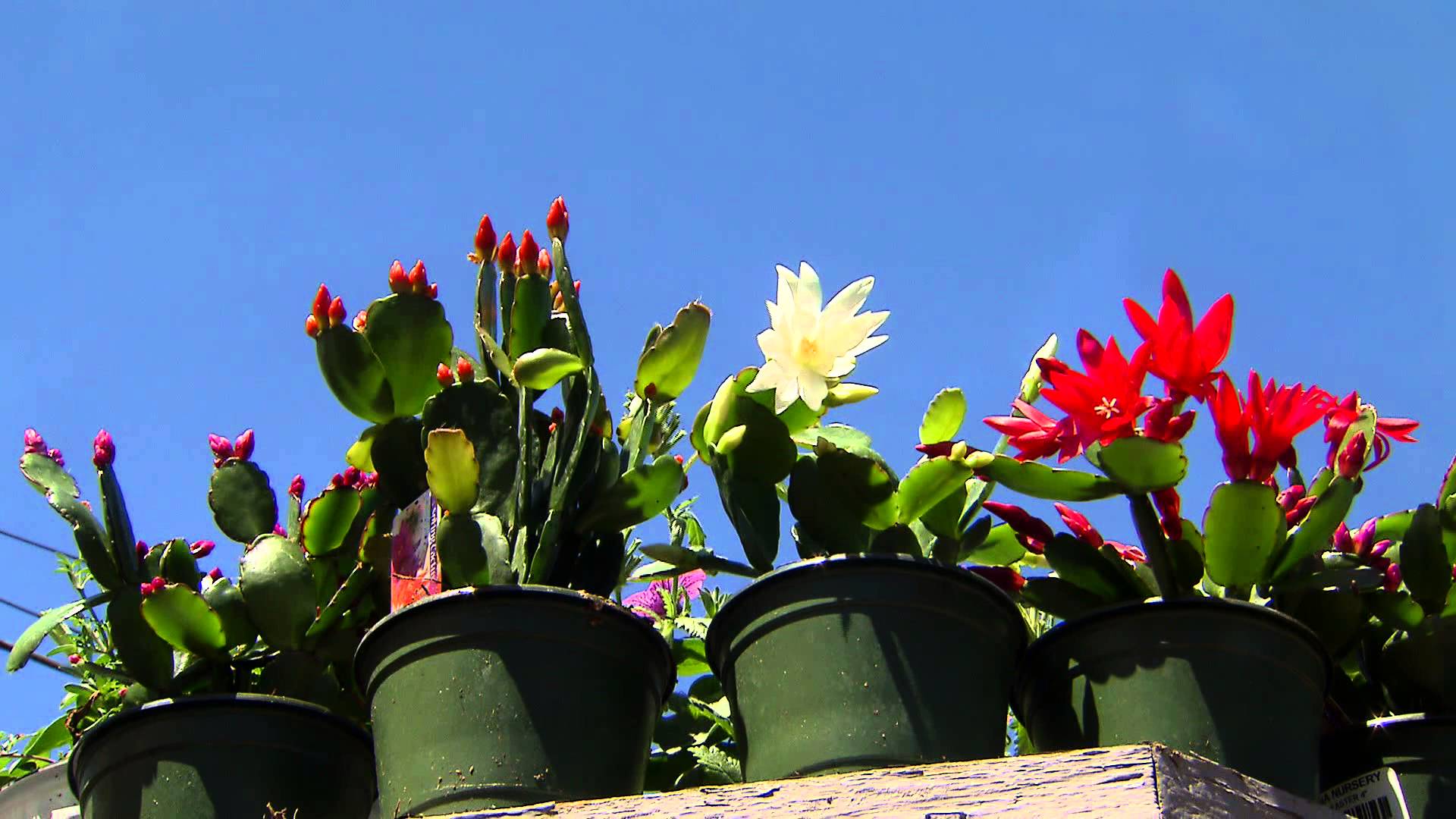 Easter cactus blooms for the holiday and beyond - YouTube