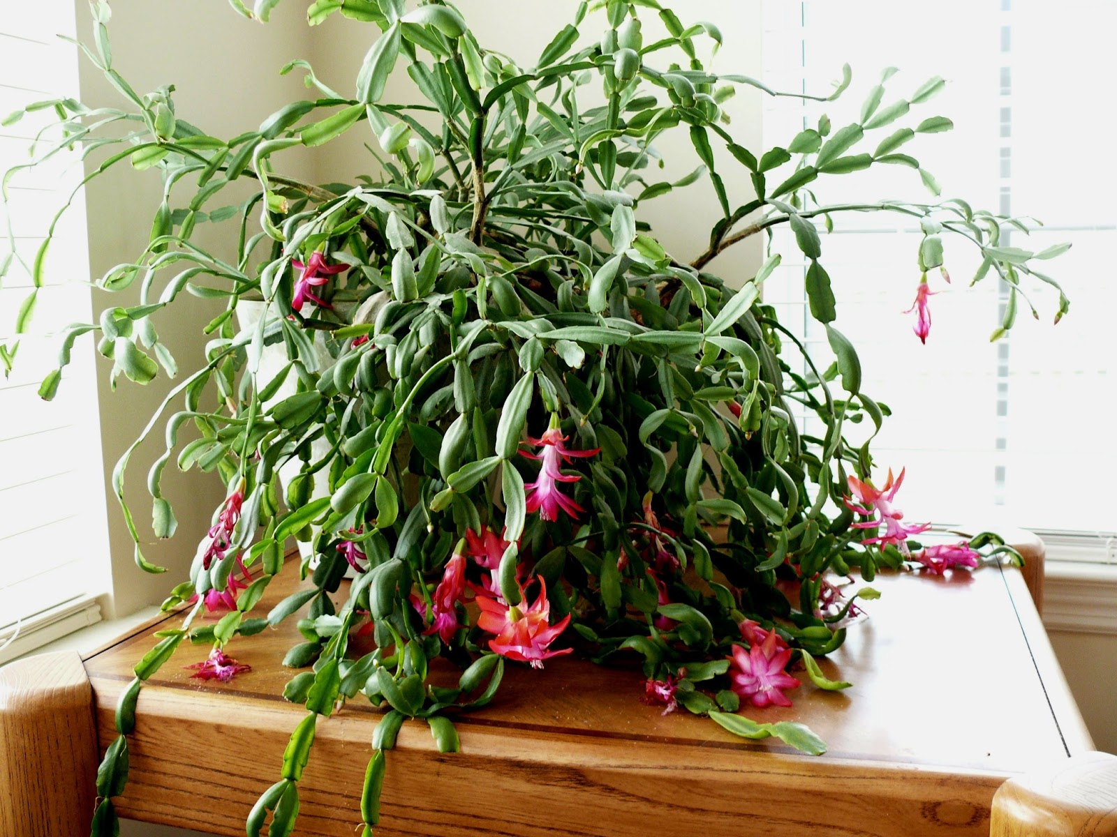Travels and Discoveries: The Easter Cactus