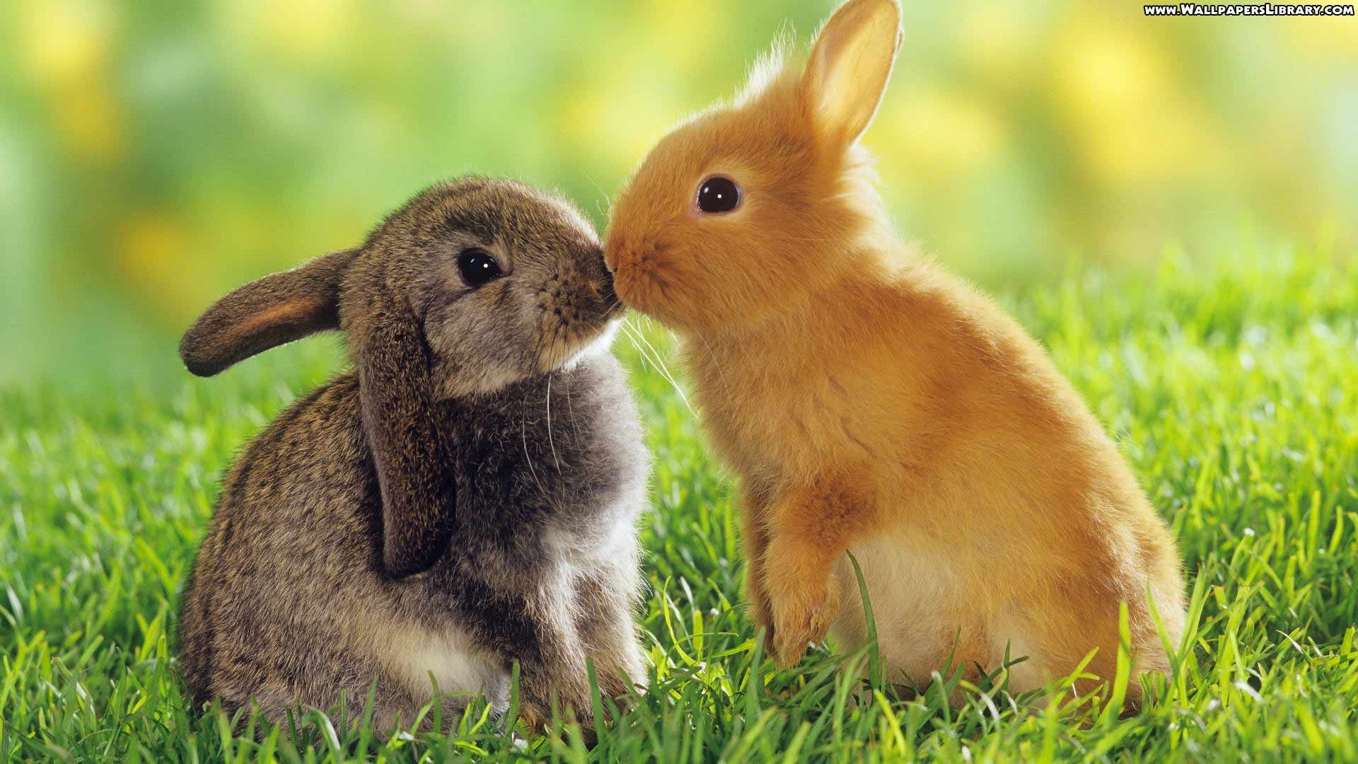 High Definition Cute Easter Bunnies Kiss in Grass Wallpaper | Cute ...