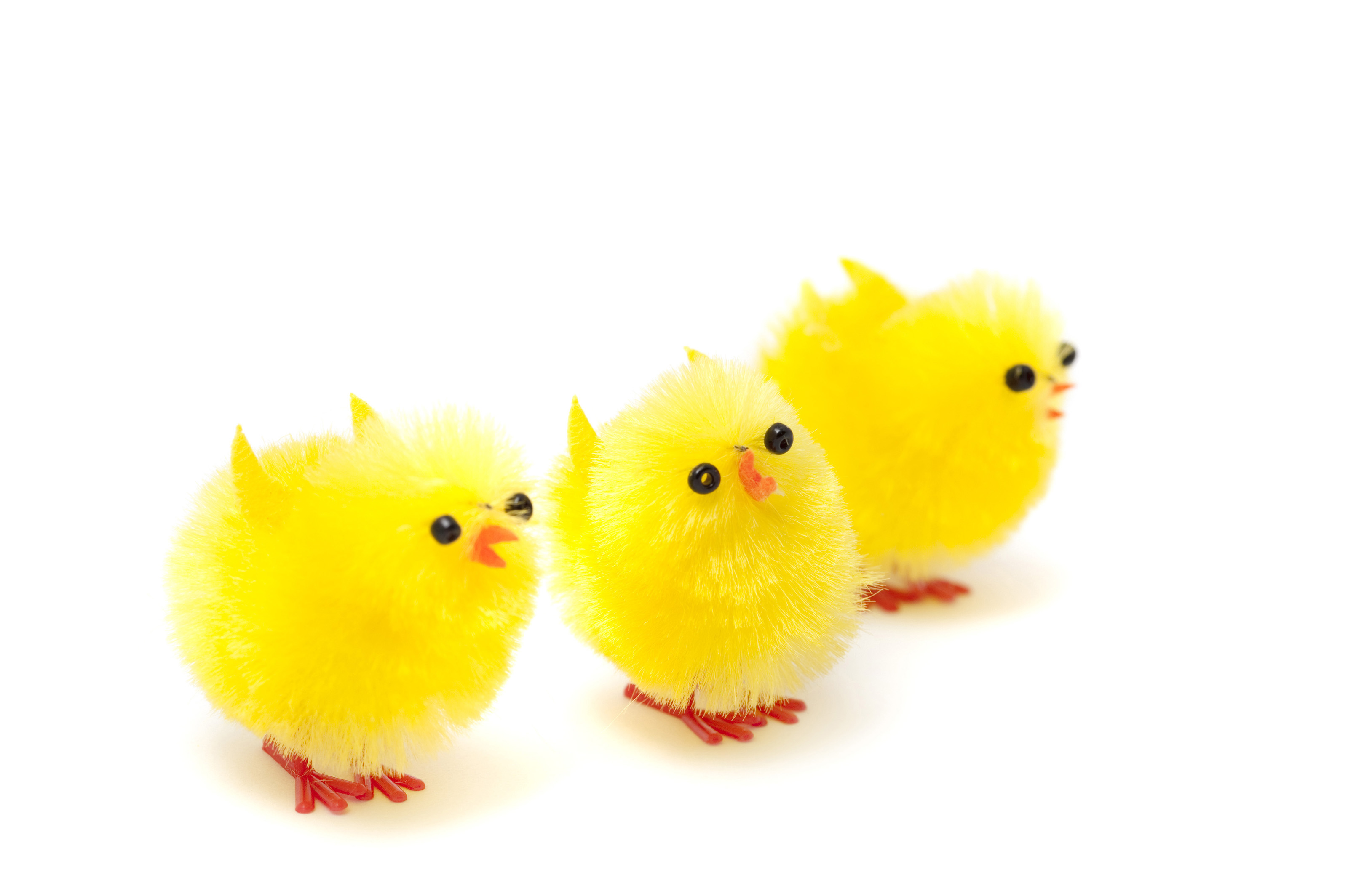 Free Stock Photo 7897 Three fluffy Easter Chicks | freeimageslive