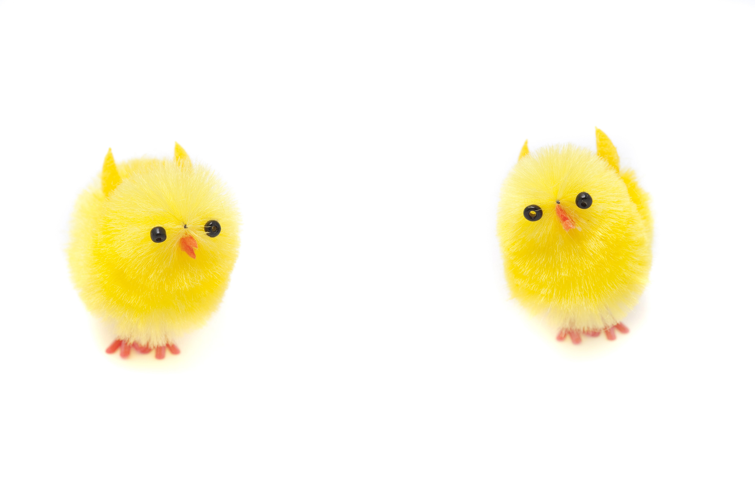 Fluffy Easter chicks Creative Commons Stock Image