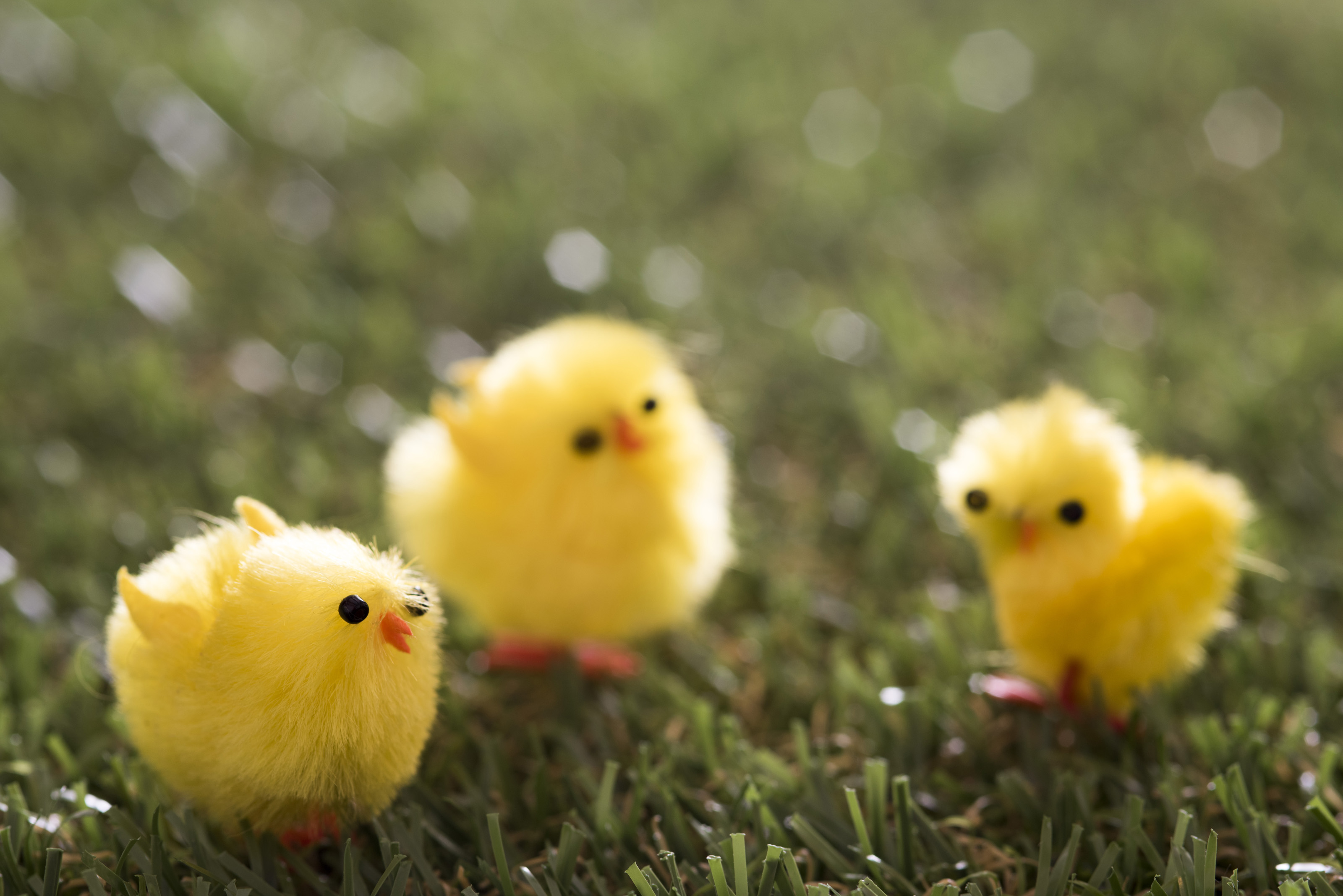Free Stock Photo 13477 yellow Easter chicks on grass | freeimageslive