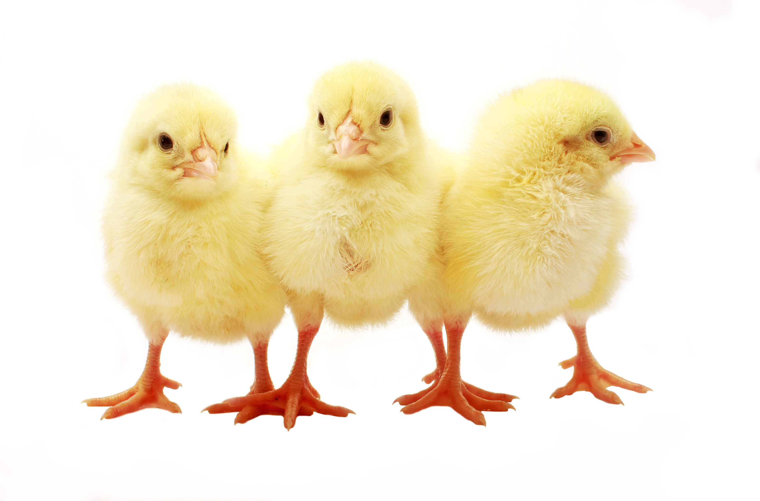 Three Isolated Easter Chicks - Words Matter