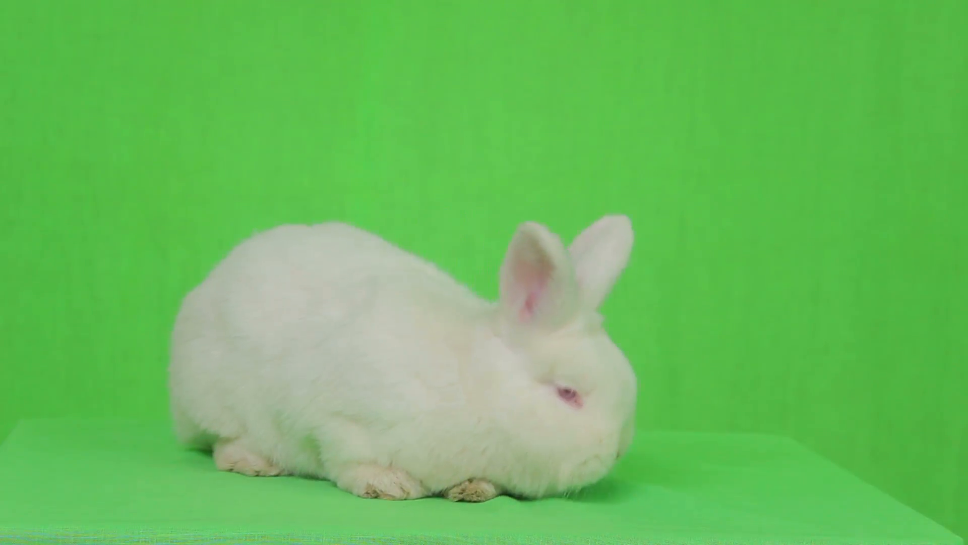 White rabbit on a green screen Stock Video Footage - VideoBlocks