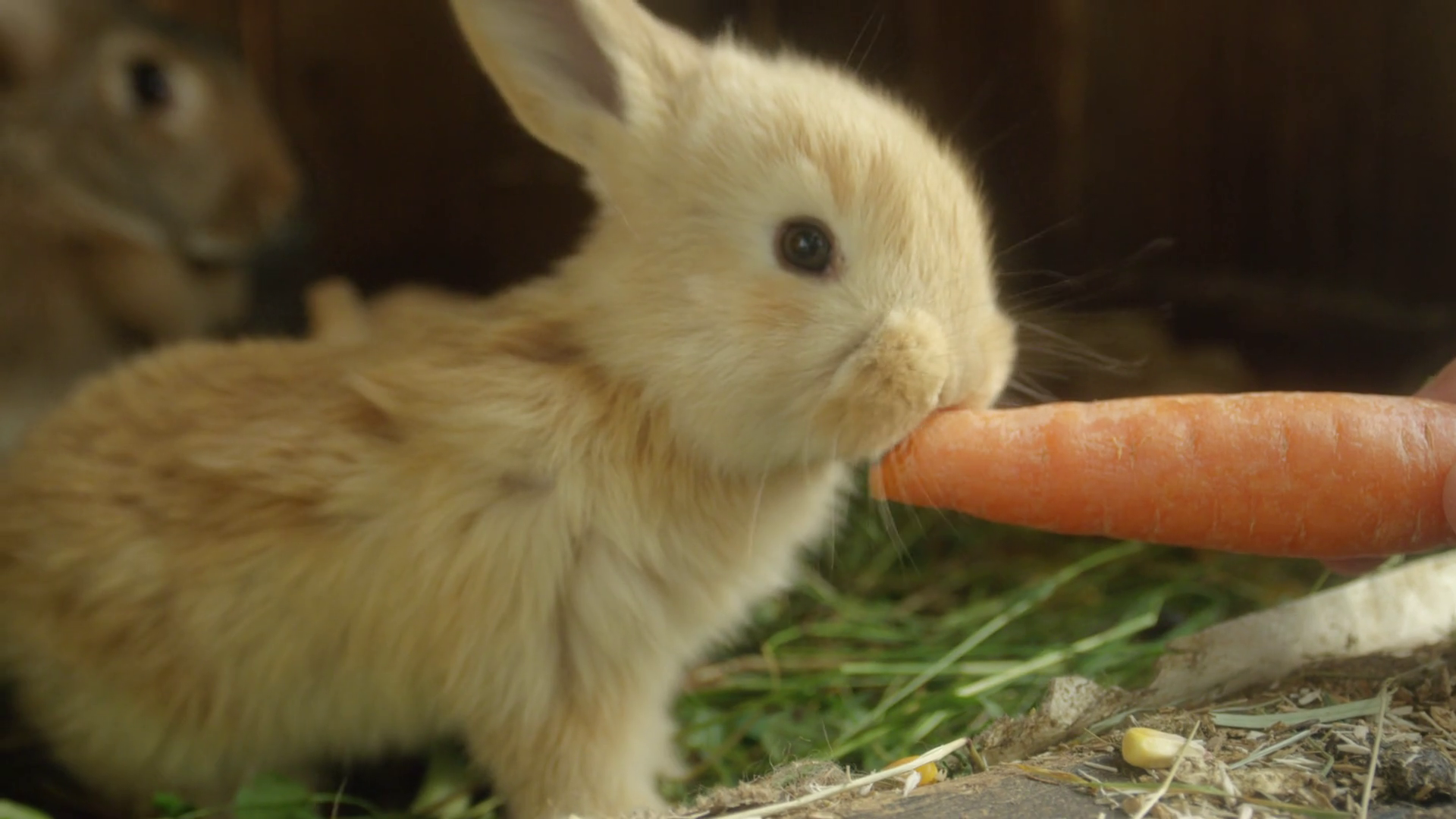 CLOSE UP: Beautiful fluffy light brown baby bunny eating big fresh ...