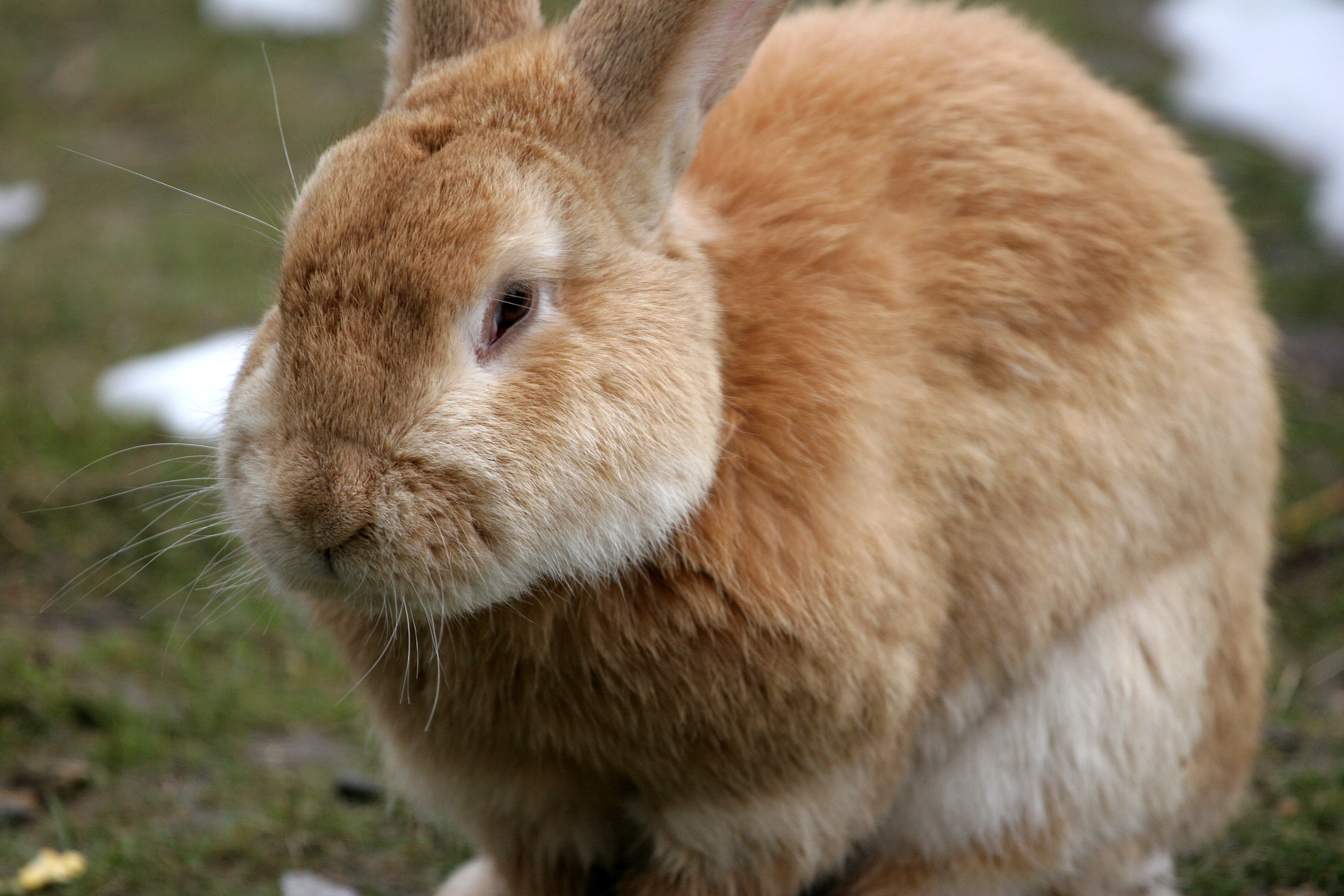 Кокцидиоз кроликов болезни кроликов