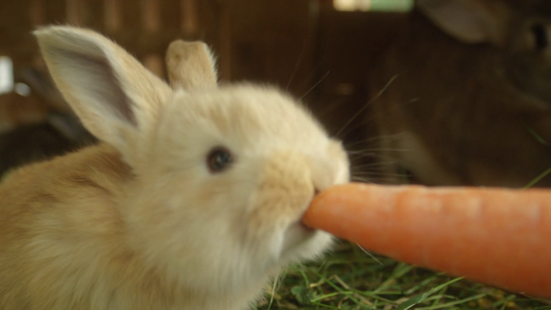 CLOSE UP: Adorable fluffy little light brown bunny eating big fresh ...