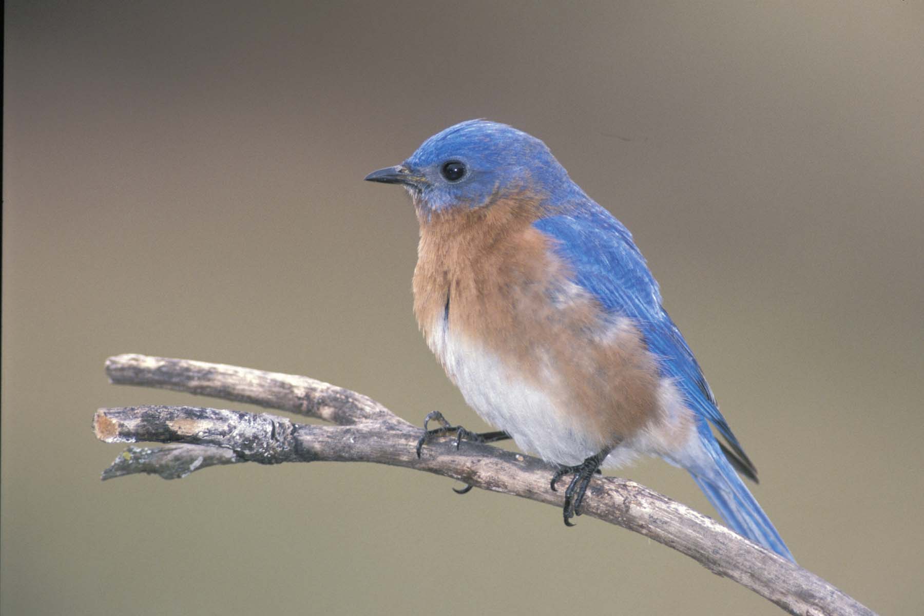 Eastern Bluebird | MDC Discover Nature