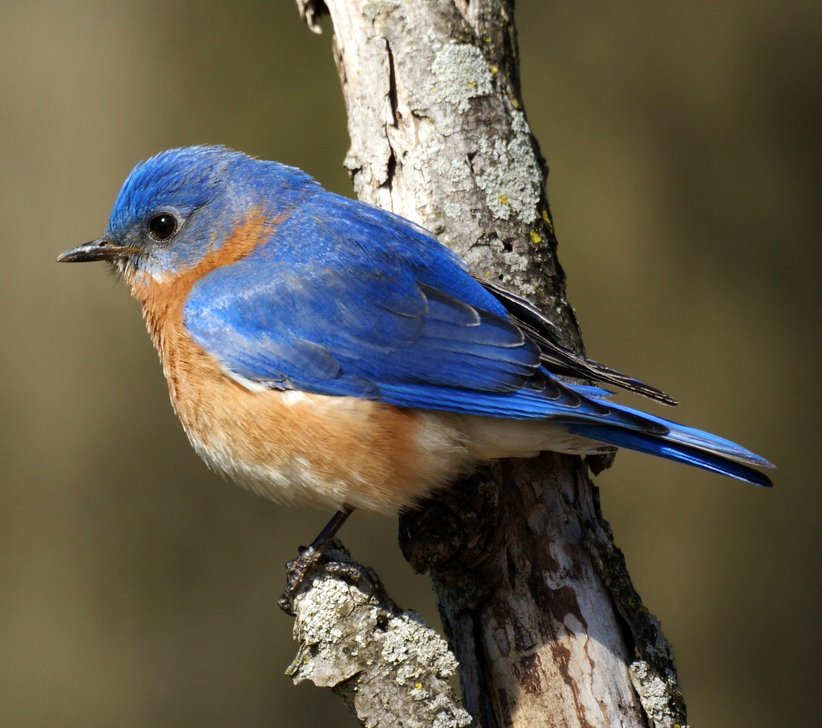 Birds of the World: Eastern bluebird
