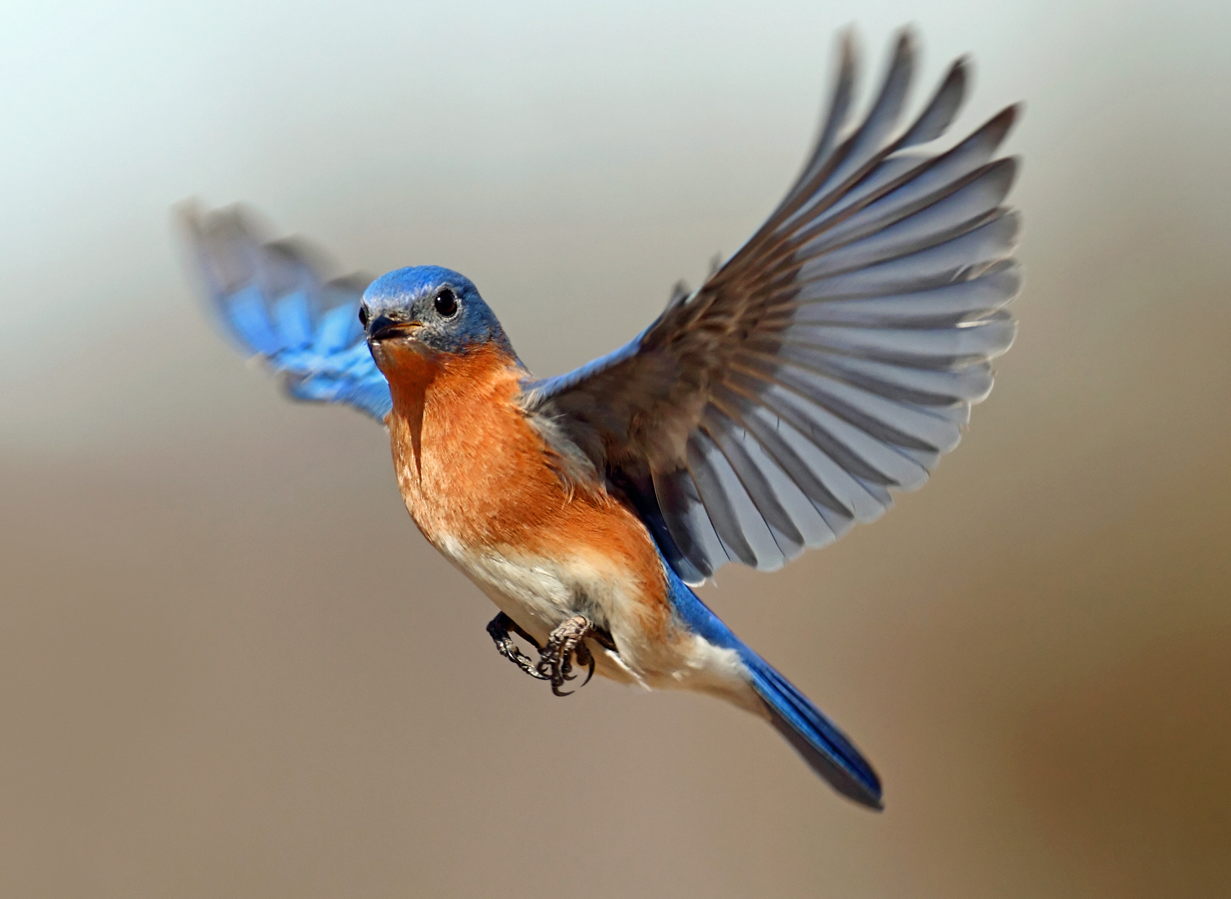 Eastern Bluebirds – Is Happiness on the Way? | Tallahassee.com ...