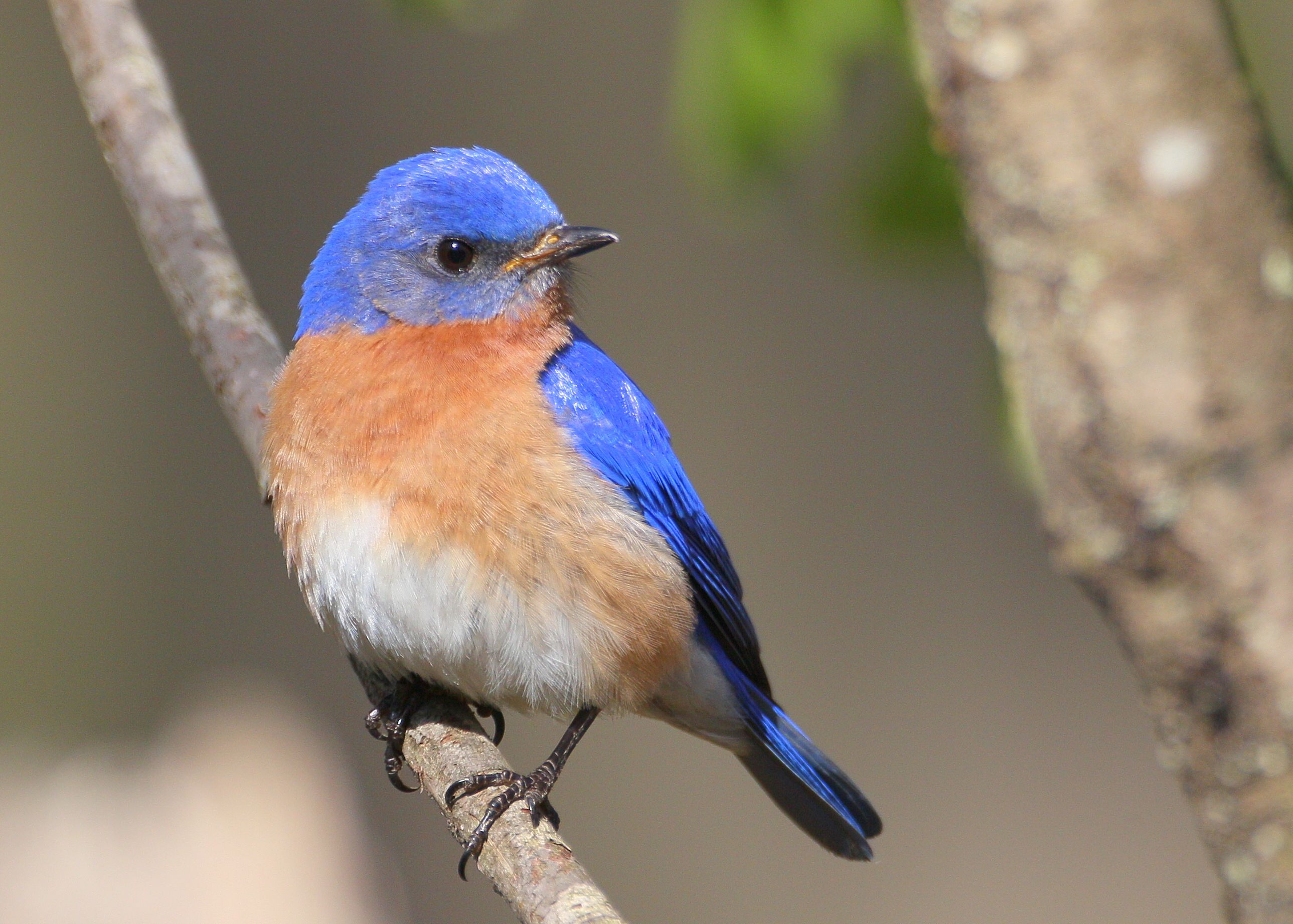 eastern bluebird - - Yahoo Image Search Results | Bird Models ...