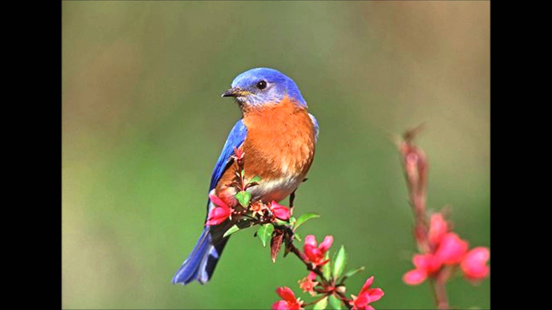 Eastern Bluebird Pictures - YouTube