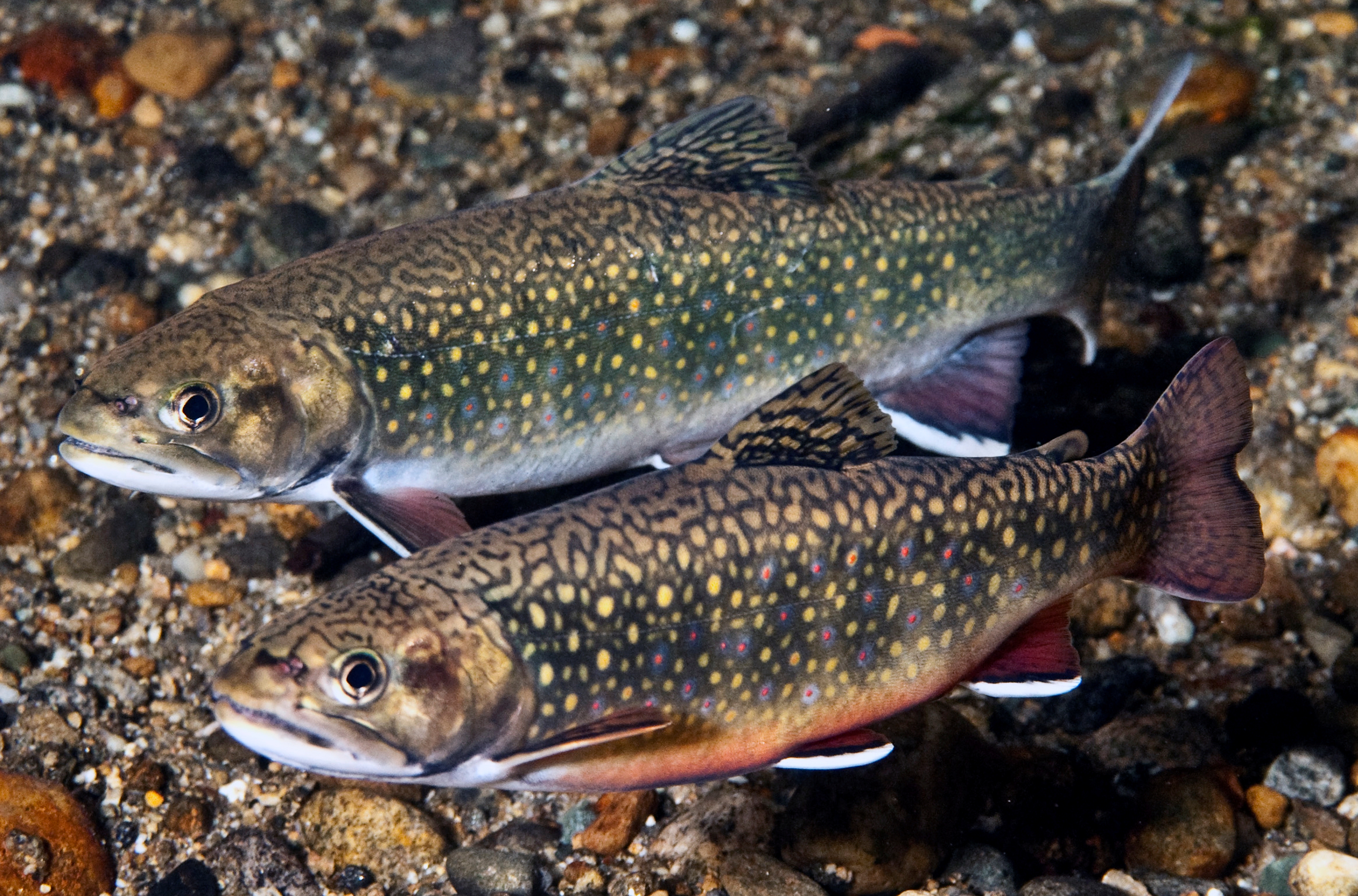 Eastern Brook Trout Joint Venture turns 10! | U.S. Fish and Wildlife ...