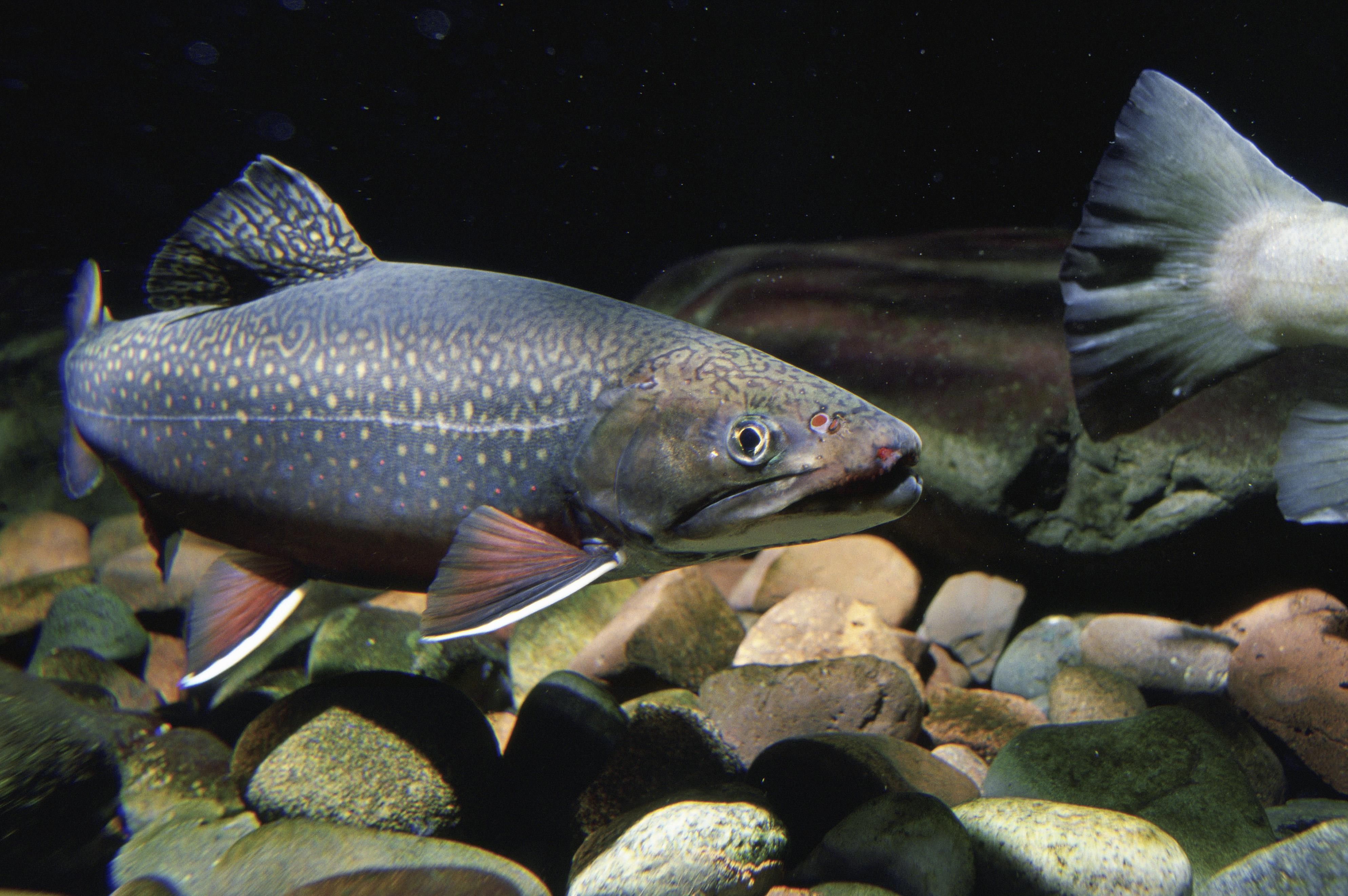 File:Brook trout swims in native stream underwater fish image.jpg ...