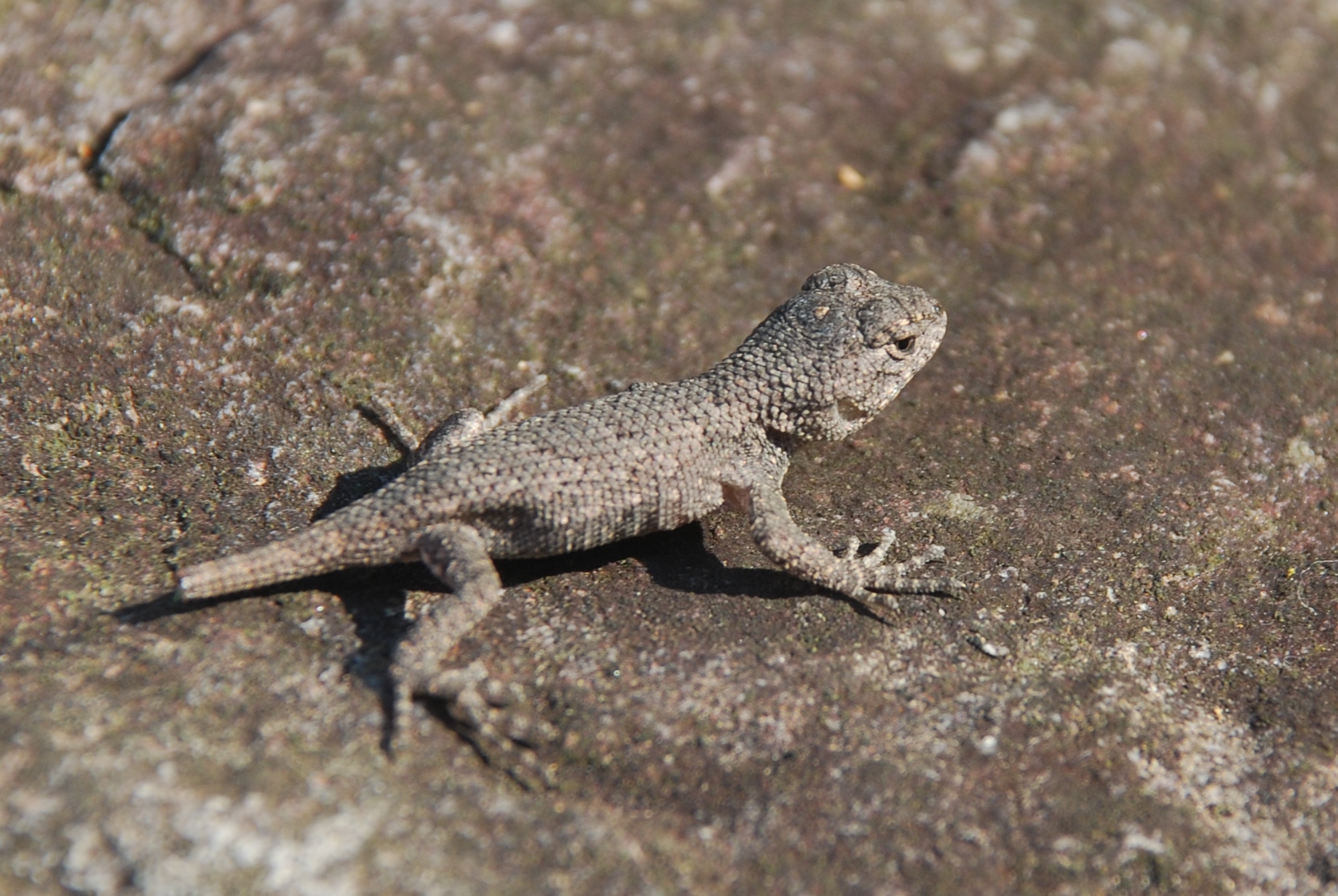 File:Douthat State Park - Eastern fence lizard - 5.jpg - Wikimedia ...