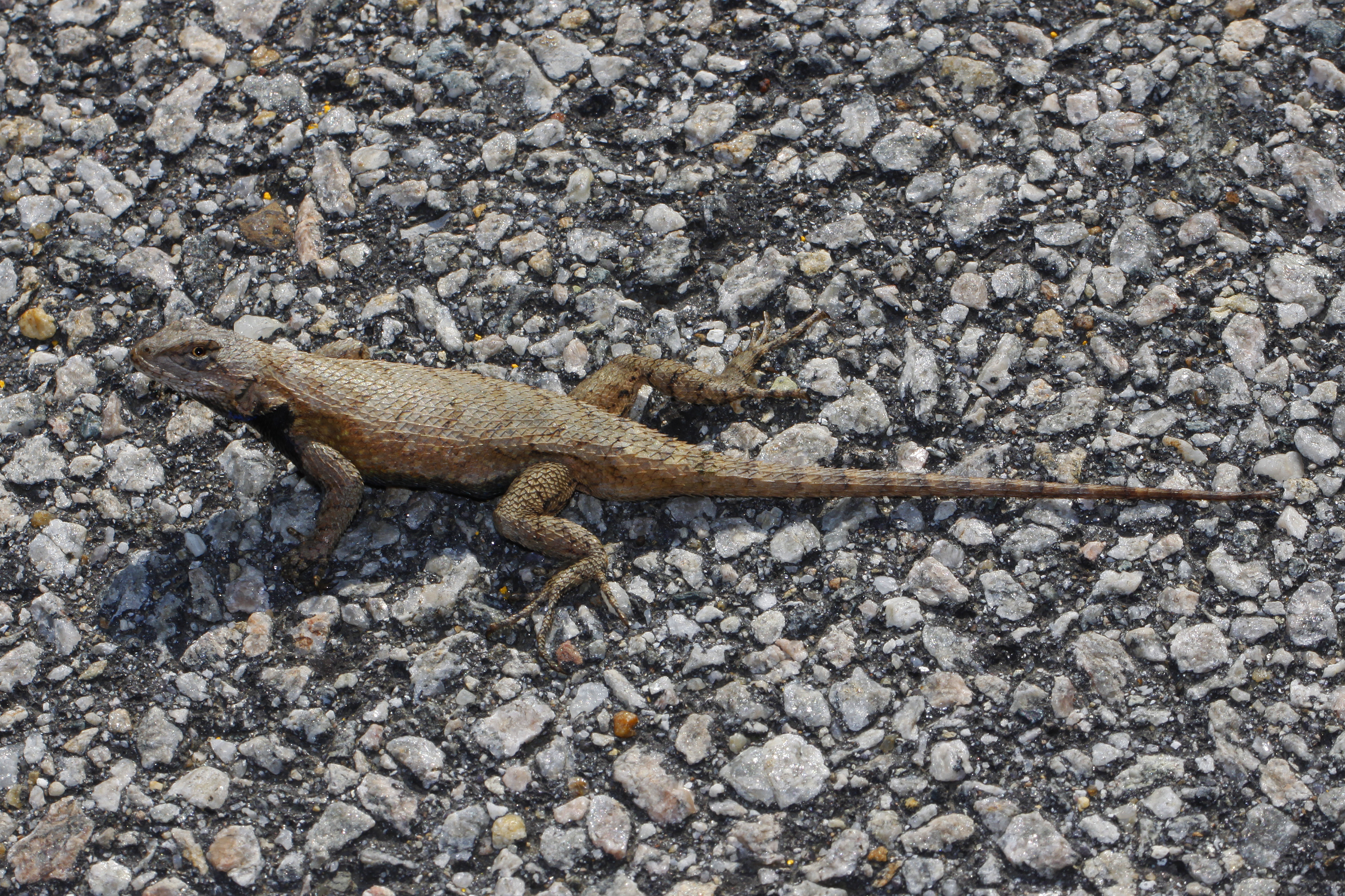 File:Eastern Fence Lizard - Sceloporus undulatus, Leesylvania State ...