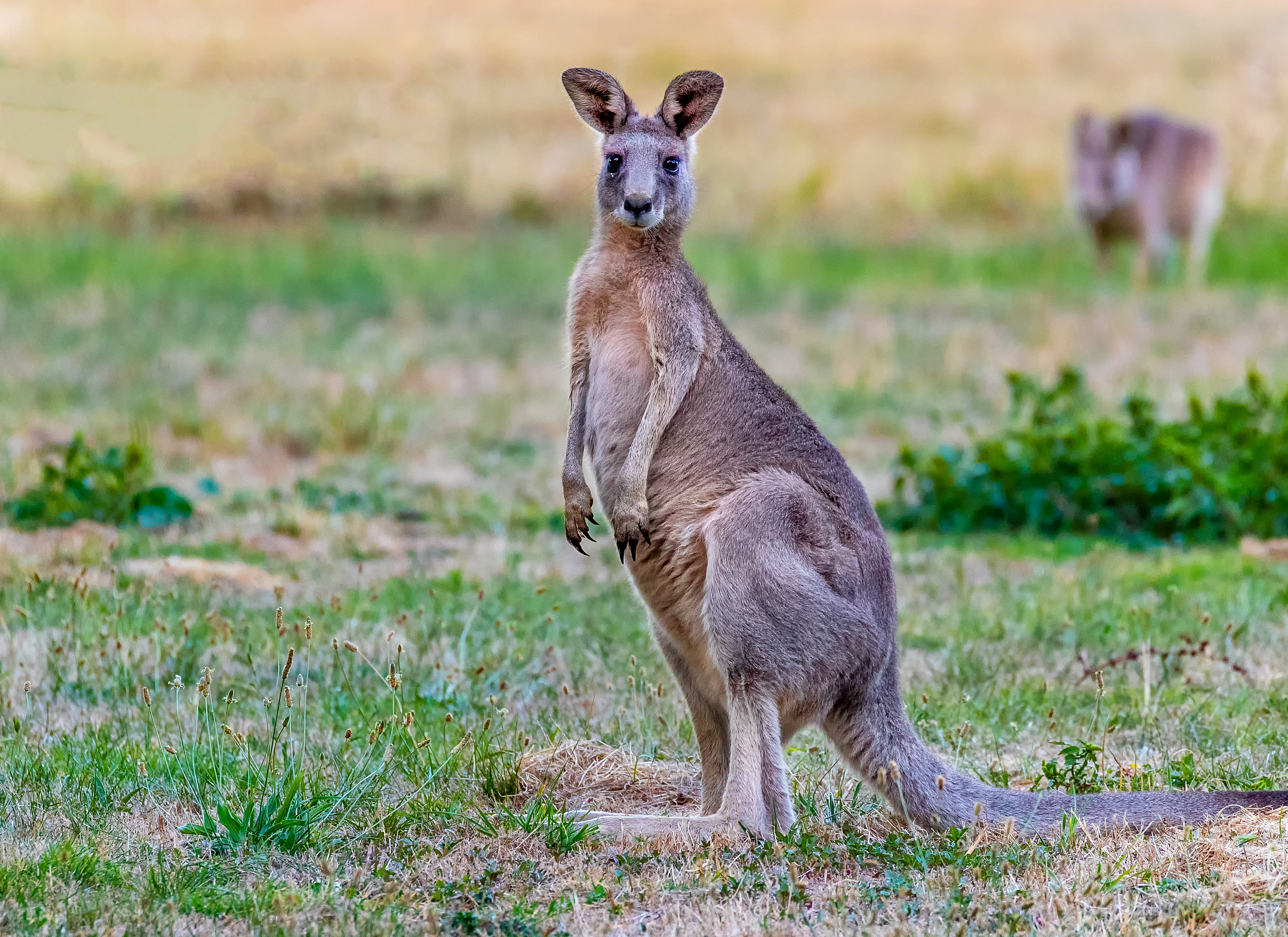 eastern grey kangaroo , eastern grey kangaroo 