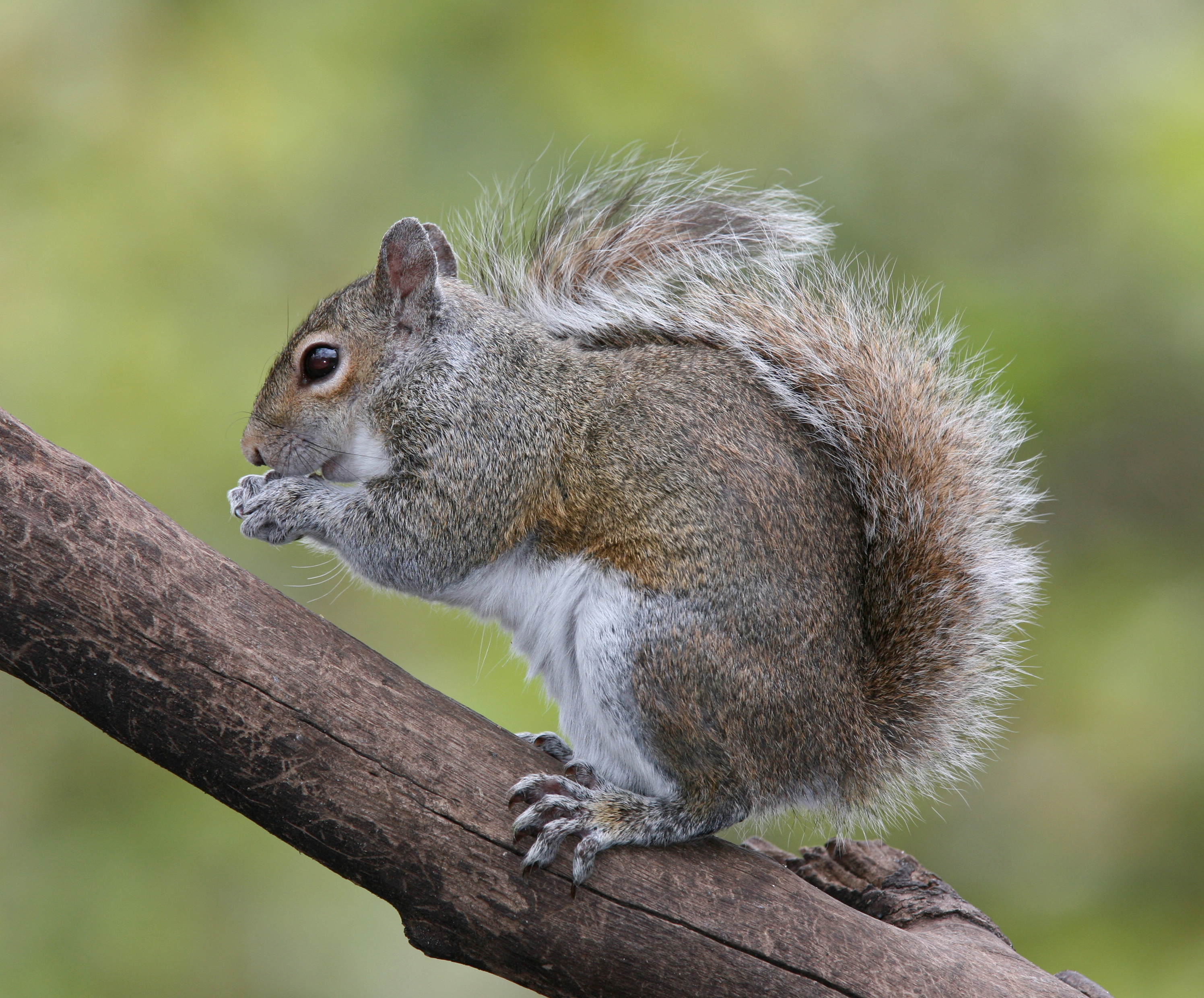 Eastern gray squirrel - Wikipedia
