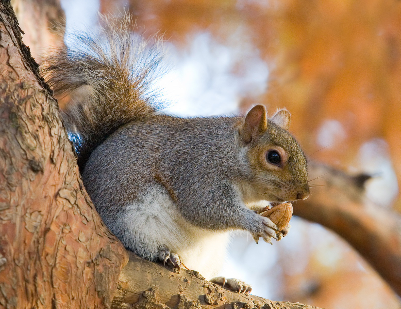 File:Eastern Grey Squirrel in St James's Park, London - Nov 2006 ...